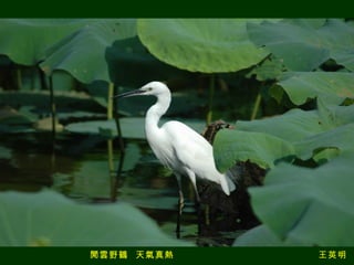 閒雲野鶴  天氣真熱　　　　　　　　　　　　　　　王英明　攝 