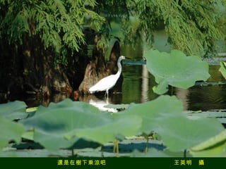 還是在樹下乘涼吧　　　　　　　　　　　王英明　攝 