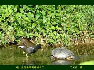 喂　你的龜頭到哪裡去了　　　　　　　　　　王英明　攝 