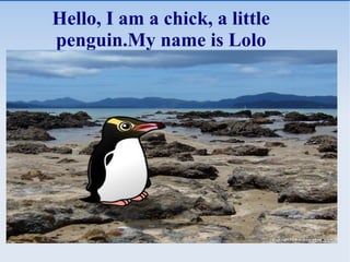 Hello, I am a chick, a little
penguin.My name is Lolo
 