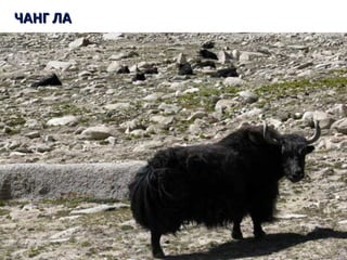 ЧАНГ ЛАЧАНГ ЛА
 