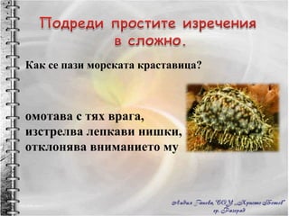 Как се пази морската краставица? омотава с тях врага, изстрелва лепкави нишки, отклонява вниманието му 