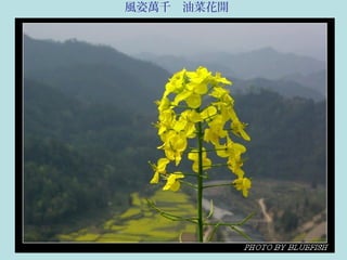 風姿萬千　油菜花開
 