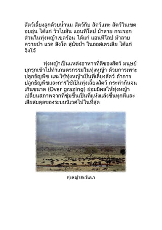 สัตว์เลี้ยงลูกด้วยนำ้ำนม สัตว์กีบ สัตว์แทะ สัตว์ในเขต
อบอุ่น ได้แก่ วัวไบสัน แอนทีโลป ม้ำลำย กระรอก
ส่วนในทุ่งหญ้ำเขตร้อน ได้แก่ แอนทีโลป ม้ำลำย
ควำยป่ำ แรด สิงโต สุนัขป่ำ ในออสเตรเลีย ได้แก่
จิงโจ้
ทุ่งหญ้ำเป็นแหล่งอำหำรที่ดีของสัตว์ มนุษย์
บุกรุกเข้ำไปทำำเกษตรกรรมในทุ่งหญ้ำ ด้วยกำรเพำะ
ปลูกธัญพืช และใช้ทุ่งหญ้ำเป็นที่เลี้ยงสัตว์ ถ้ำกำร
ปลูกธัญพืชและกำรใช้เป็นทุ่งเลี้ยงสัตว์ กระทำำกันจน
เกินขนำด (Over grazing) ย่อมมีผลให้ทุ่งหญ้ำ
เปลี่ยนสภำพจำกที่ชุ่มชื้นเป็นที่แห้งแล้งขึ้นทุกทีและ
เสียสมดุลของระบบȨ๶วศไปในที่สุด
ทุ่งหญ้ำสะวันนำ
 