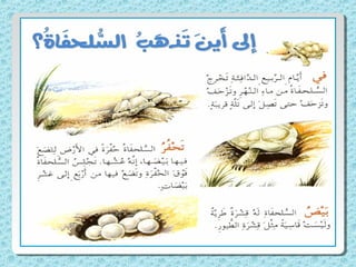 الماء والمطر