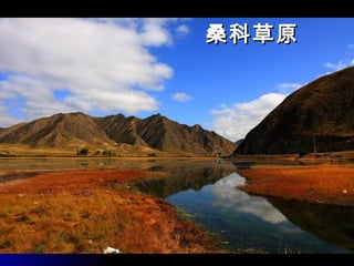 桑科草原桑科草原
 