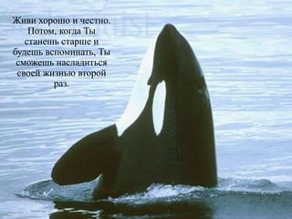 Живи хорошо и честно.
Потом, когда Ты
станешь старше и
будешь вспоминать, Ты
сможешь насладиться
своей жизнью второй
раз.
 