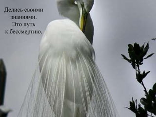 Делись своими
знаниями.
Это путь
к бессмертию.
 