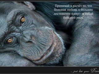 Принимай в расчёт то, что
большая любовь и большие
достижения влекут за собой
большой риск.
 