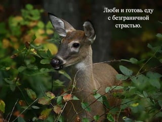 Люби и готовь еду
с безграничной
страстью.
 