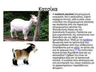 Κατσίκα
• Η οικόσιτη κατσίκα (επιστημονική
ονομασία: Αιξ η κατοικίδιος, Capra
aegagrus hircus), γίδα ή αίγα, είναι
υποείδος της εξημερωμένης κατσίκας
και κατάγεται από την άγρια (μη
εξημερωμένη) κατσίκα της
Νοτιοδυτικής Ασίας και της
Ανατολικής Ευρώπης. Πρόκειται για
ζώο μηρυκαστικό, της οικογένειας των
βοοειδών και της τάξης των
αρτιοδάχτυλων. Μαζί με το πρόβατο
θεωρείται από τα πρώτα ζώα που
εξημερώθηκαν από τους ανθρώπους.
Εκτρέφονται για το γάλα, το κρέας και
για το τρίχωμά τους.[1] Τον τελευταίο
αιώνα έγιναν δημοφιλή ζώα και ως
κατοικίδια[2] Εχθροί της είναι τα
σαρκοφάγα ζώα και τα αρπακτικά
πουλιά. Η ευκολία στην απόκτηση και
στη συντήρησή της, έκανε πολλούς να
τη χαρακτηρίσουν «αγελάδα του
φτωχού».
 