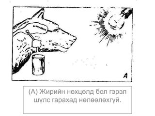 (А) Жирийн нөхцөлд бол гэрэл
шүлс гарахад нөлөөлөхгүй.
 