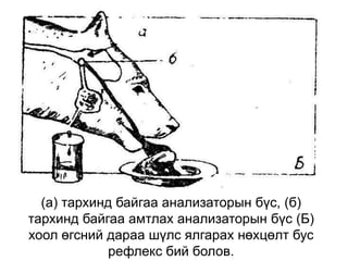 (а) тархинд байгаа анализаторын бүс, (б)
тархинд байгаа амтлах анализаторын бүс (Б)
хоол өгсний дараа шүлс ялгарах нөхцөлт бус
рефлекс бий болов.
 