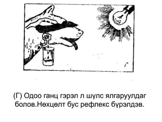 (Г) Одоо ганц гэрэл л шүлс ялгаруулдаг
болов.Нөхцөлт бус рефлекс бүрэлдэв.
 