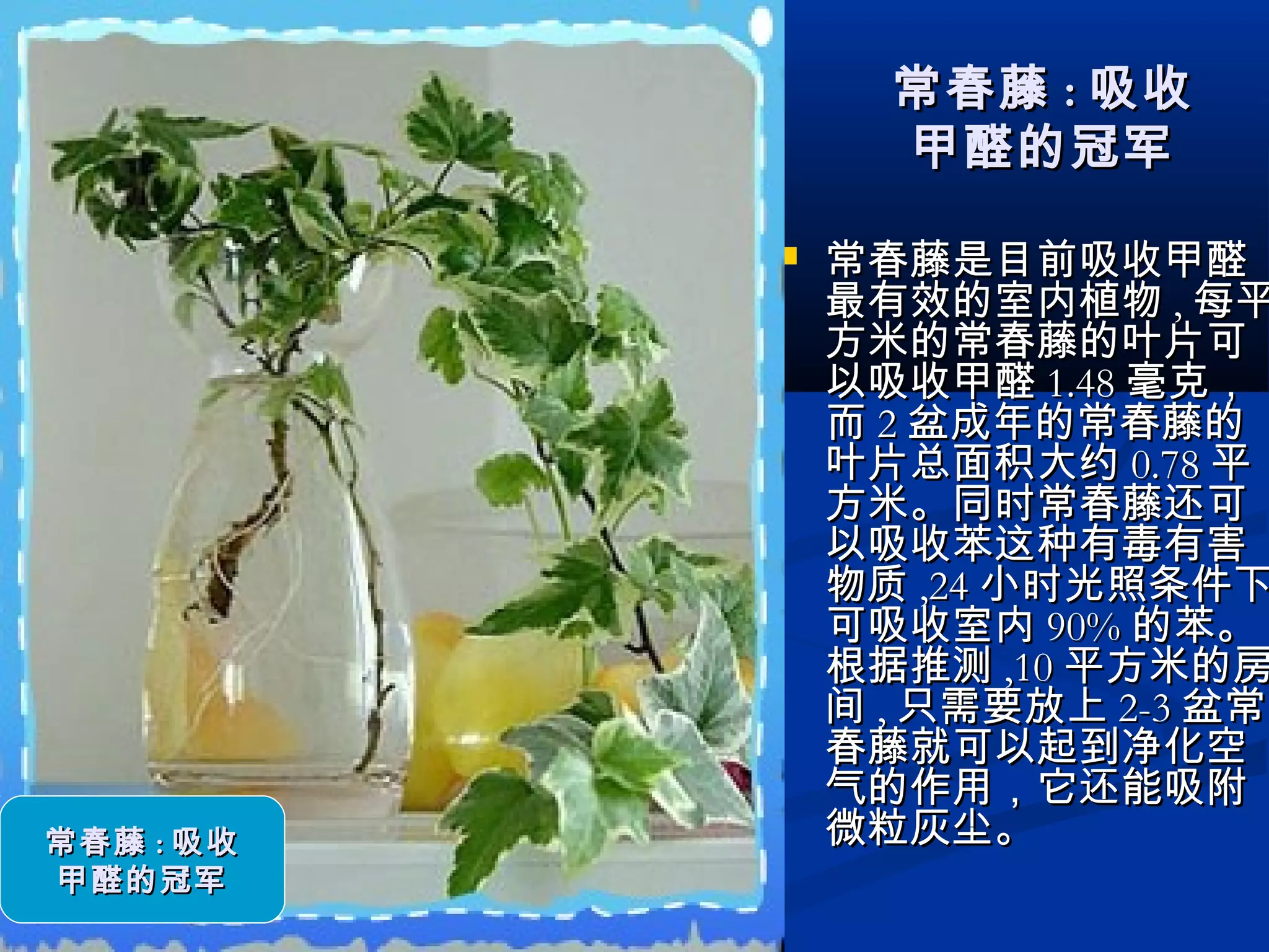 常春藤常春藤 :: 吸收吸收
甲醛的冠军甲醛的冠军
 常春藤是目前吸收甲醛常春藤是目前吸收甲醛
最有效的室内植物最有效的室内植物 ,, 每平每平
方米的常春藤的叶片可方米的常春藤的叶片可
以吸收甲醛以吸收甲醛 1.481.48 毫克，毫克，
而而 22 盆成年的常春藤的盆成年的常春藤的
叶片总面积大约叶片总面积大约 0.780.78 平平
方米。同时常春藤还可方米。同时常春藤还可
以吸收苯这种有毒有害以吸收苯这种有毒有害
物质物质 ,24,24 小时光照条件下小时光照条件下
可吸收室内可吸收室内 90%90% 的苯。的苯。
根据推测根据推测 ,10,10 平方米的房平方米的房
间间 ,, 只需要放上只需要放上 2-32-3 盆常盆常
春藤就可以起到净化空春藤就可以起到净化空
气的作用，它还能吸附气的作用，它还能吸附
微粒灰尘。微粒灰尘。常春藤常春藤 :: 吸收吸收
甲醛的冠军甲醛的冠军
 