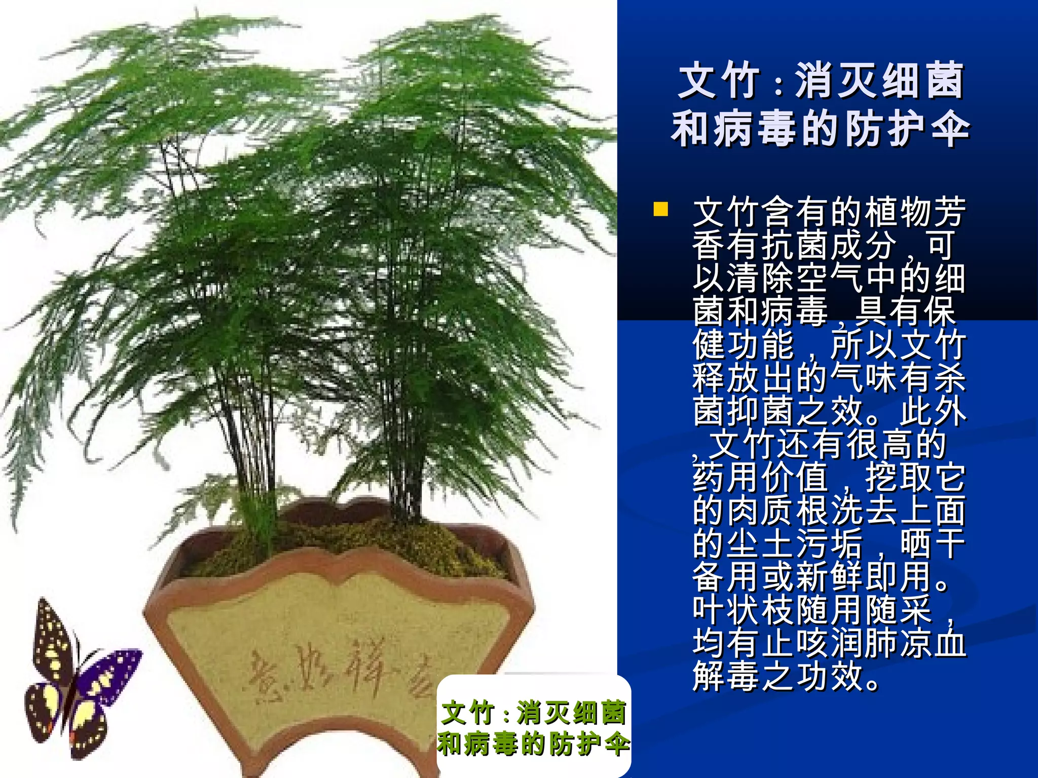 文竹文竹 :: 消灭细菌消灭细菌
和病毒的防护伞和病毒的防护伞
 文竹含有的植物芳文竹含有的植物芳
香有抗菌成分香有抗菌成分 ,, 可可
以清除空气中的细以清除空气中的细
菌和病毒菌和病毒 ,, 具有保具有保
健功能，所以文竹健功能，所以文竹
释放出的气味有杀释放出的气味有杀
菌抑菌之效。此外菌抑菌之效。此外
,, 文竹还有很高的文竹还有很高的
药用价值，挖取它药用价值，挖取它
的肉质根洗去上面的肉质根洗去上面
的尘土污垢，晒干的尘土污垢，晒干
备用或新鲜即用。备用或新鲜即用。
叶状枝随用随采，叶状枝随用随采，
均有止咳润肺凉血均有止咳润肺凉血
解毒之功效。解毒之功效。
文竹文竹 :: 消灭细菌消灭细菌
和病毒的防护伞和病毒的防护伞
 