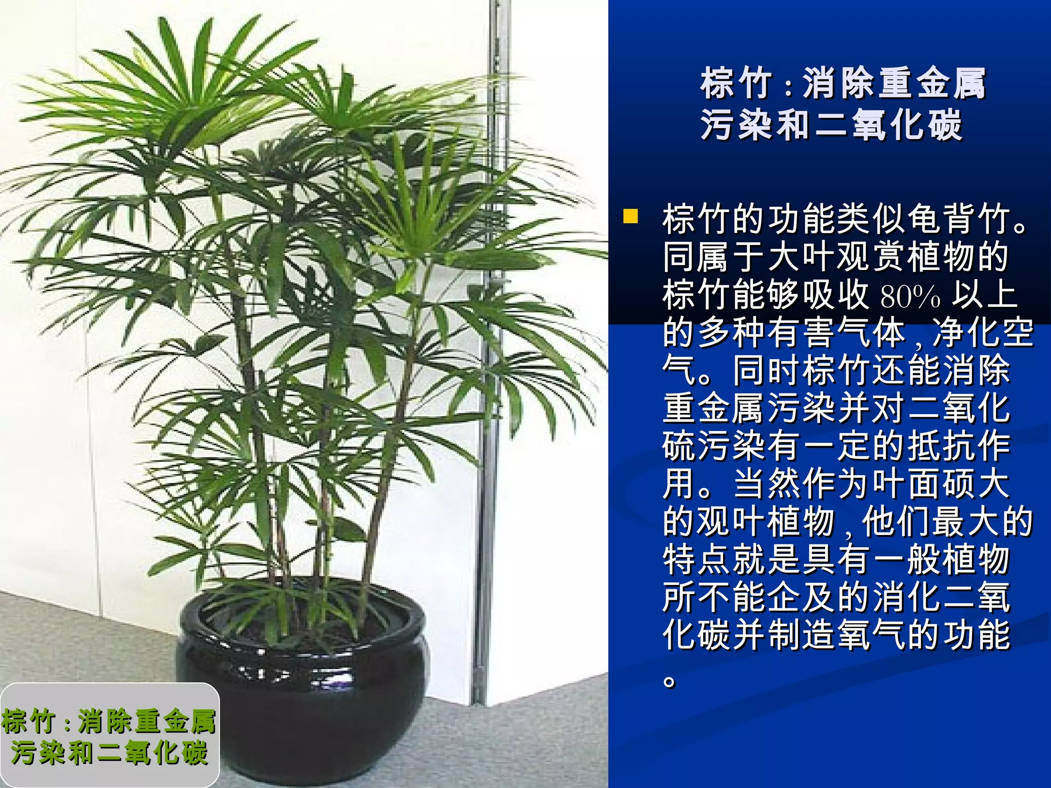  棕竹的功能类似龟背竹。棕竹的功能类似龟背竹。
同属于大叶观赏植物的同属于大叶观赏植物的
棕竹能够吸收棕竹能够吸收 80%80% 以上以上
的多种有害气体的多种有害气体 ,, 净化空净化空
气。同时棕竹还能消除气。同时棕竹还能消除
重金属污染并对二氧化重金属污染并对二氧化
硫污染有一定的抵抗作硫污染有一定的抵抗作
用。当然作为叶面硕大用。当然作为叶面硕大
的观叶植物的观叶植物 ,, 他们最大的他们最大的
特点就是具有一般植物特点就是具有一般植物
所不能企及的消化二氧所不能企及的消化二氧
化碳并制造氧气的功能化碳并制造氧气的功能
。。
棕竹棕竹 :: 消除重金属消除重金属
污染和二氧化碳污染和二氧化碳
棕竹棕竹 :: 消除重金属消除重金属
污染和二氧化碳污染和二氧化碳
 