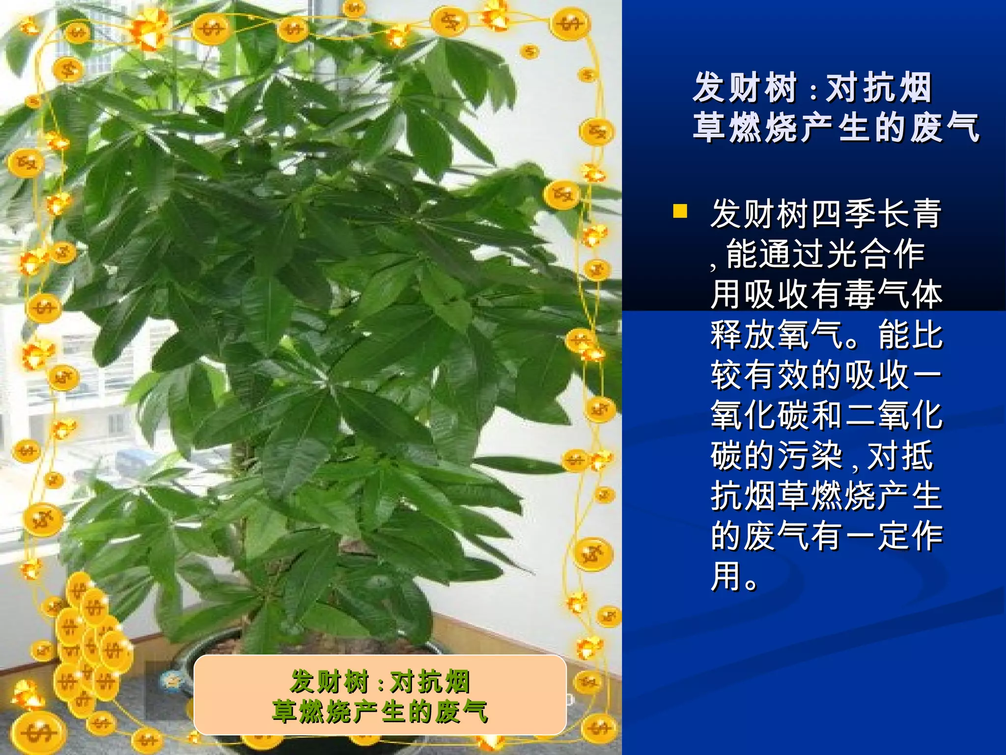  发财树四季长青发财树四季长青
,, 能通过光合作能通过光合作
用吸收有毒气体用吸收有毒气体
释放氧气。能比释放氧气。能比
较有效的吸收一较有效的吸收一
氧化碳和二氧化氧化碳和二氧化
碳的污染碳的污染 ,, 对抵对抵
抗烟草燃烧产生抗烟草燃烧产生
的废气有一定作的废气有一定作
用。用。
发财树发财树 :: 对抗烟对抗烟
草燃烧产生的废气草燃烧产生的废气
发财树发财树 :: 对抗烟对抗烟
草燃烧产生的废气草燃烧产生的废气
 