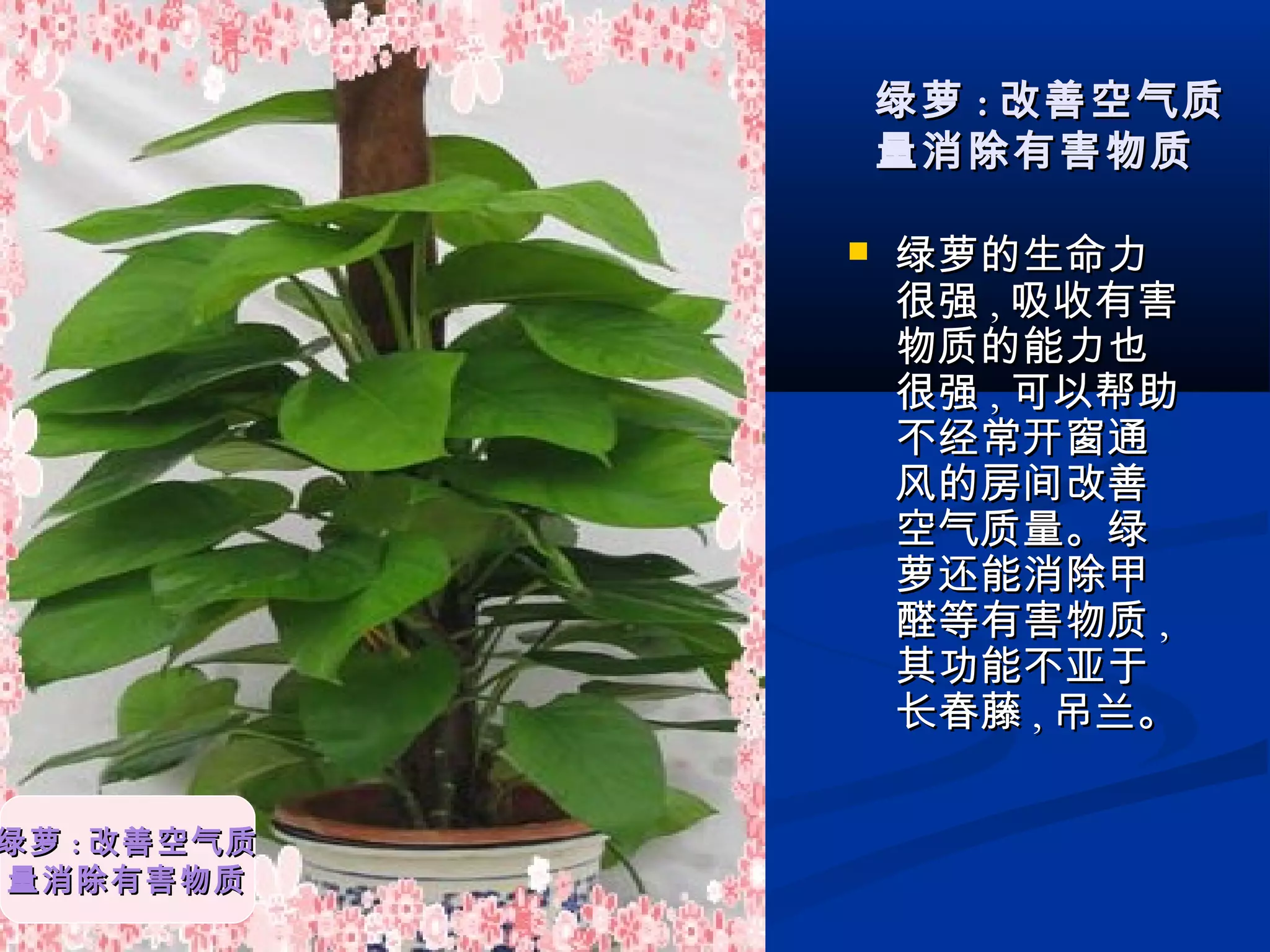  绿萝的生命力绿萝的生命力
很强很强 ,, 吸收有害吸收有害
物质的能力也物质的能力也
很强很强 ,, 可以帮助可以帮助
不经常开窗通不经常开窗通
风的房间改善风的房间改善
空气质量。绿空气质量。绿
萝还能消除甲萝还能消除甲
醛等有害物质醛等有害物质 ,,
其功能不亚于其功能不亚于
长春藤长春藤 ,, 吊兰。吊兰。
绿萝绿萝 :: 改善空气质改善空气质
量消除有害物质量消除有害物质
绿萝绿萝 :: 改善空气质改善空气质
量消除有害物质量消除有害物质
 