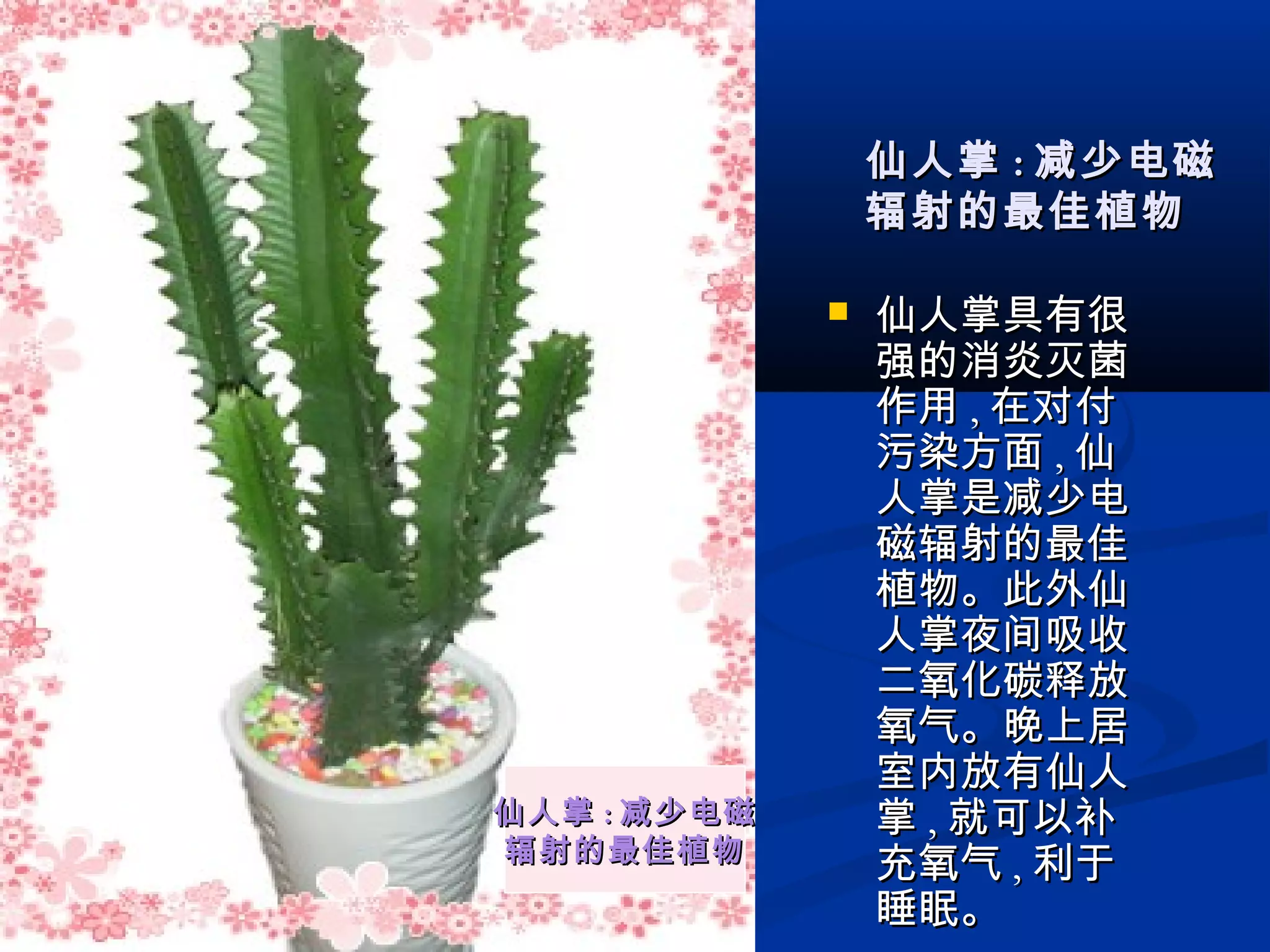  仙人掌具有很仙人掌具有很
强的消炎灭菌强的消炎灭菌
作用作用 ,, 在对付在对付
污染方面污染方面 ,, 仙仙
人掌是减少电人掌是减少电
磁辐射的最佳磁辐射的最佳
植物。此外仙植物。此外仙
人掌夜间吸收人掌夜间吸收
二氧化碳释放二氧化碳释放
氧气。晚上居氧气。晚上居
室内放有仙人室内放有仙人
掌掌 ,, 就可以补就可以补
充氧气充氧气 ,, 利于利于
睡眠。睡眠。
仙人掌仙人掌 :: 减少电磁减少电磁
辐射的最佳植物辐射的最佳植物
仙人掌仙人掌 :: 减少电磁减少电磁
辐射的最佳植物辐射的最佳植物
 