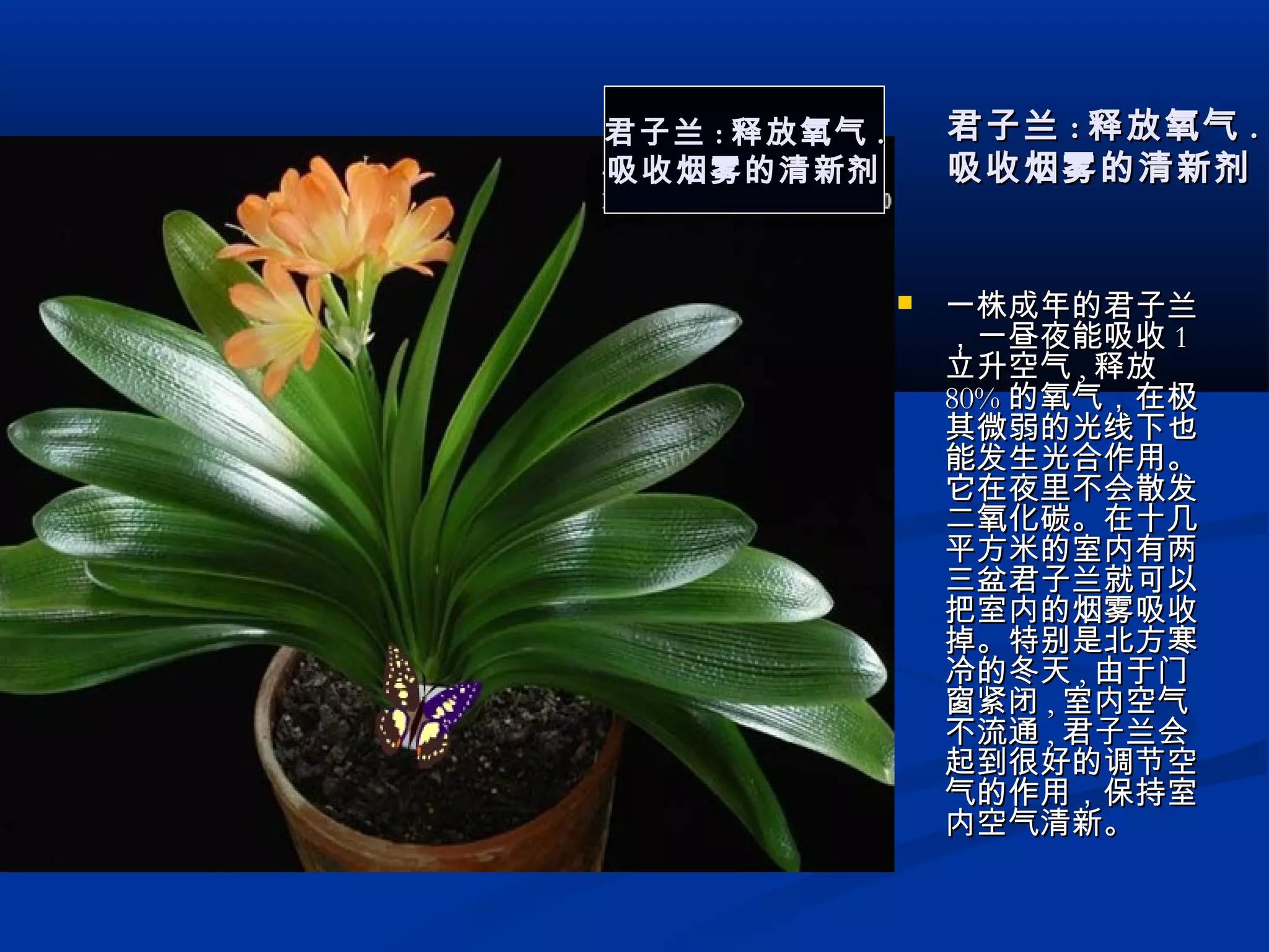  一株成年的君子兰一株成年的君子兰
，一昼夜能吸收，一昼夜能吸收 11
立升空气立升空气 ,, 释放释放
80%80% 的氧气，在极的氧气，在极
其微弱的光线下也其微弱的光线下也
能发生光合作用。能发生光合作用。
它在夜里不会散发它在夜里不会散发
二氧化碳。在十几二氧化碳。在十几
平方米的室内有两平方米的室内有两
三盆君子兰就可以三盆君子兰就可以
把室内的烟雾吸收把室内的烟雾吸收
掉。特别是北方寒掉。特别是北方寒
冷的冬天冷的冬天 ,, 由于门由于门
窗紧闭窗紧闭 ,, 室内空气室内空气
不流通不流通 ,, 君子兰会君子兰会
起到很好的调节空起到很好的调节空
气的作用，保持室气的作用，保持室
内空气清新。内空气清新。
君子兰君子兰 :: 释放氧气释放氧气 ..
吸收烟雾的清新剂吸收烟雾的清新剂
君子兰君子兰 :: 释放氧气释放氧气 ..
吸收烟雾的清新剂吸收烟雾的清新剂
 
