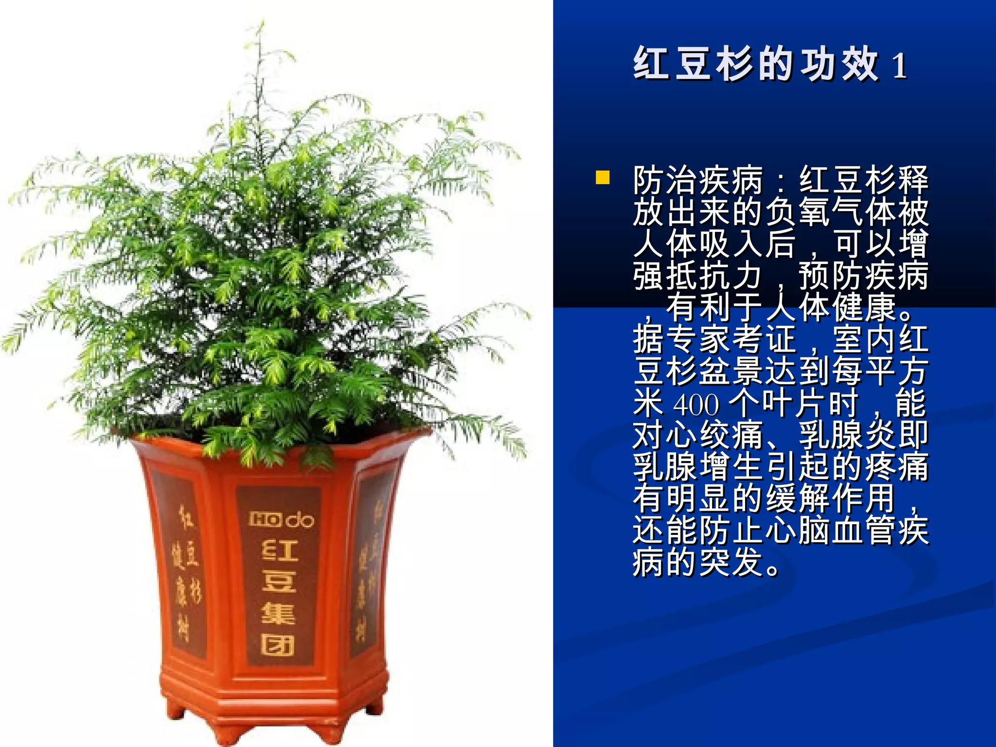 红豆杉的功效红豆杉的功效 11
 防治疾病：红豆杉释防治疾病：红豆杉释
放出来的负氧气体被放出来的负氧气体被
人体吸入后，可以增人体吸入后，可以增
强抵抗力，预防疾病强抵抗力，预防疾病
，有利于人体健康。，有利于人体健康。
据专家考证，室内红据专家考证，室内红
豆杉盆景达到每平方豆杉盆景达到每平方
米米 400400 个叶片时，能个叶片时，能
对心绞痛、乳腺炎即对心绞痛、乳腺炎即
乳腺增生引起的疼痛乳腺增生引起的疼痛
有明显的缓解作用，有明显的缓解作用，
还能防止心脑血管疾还能防止心脑血管疾
病的突发。病的突发。
 