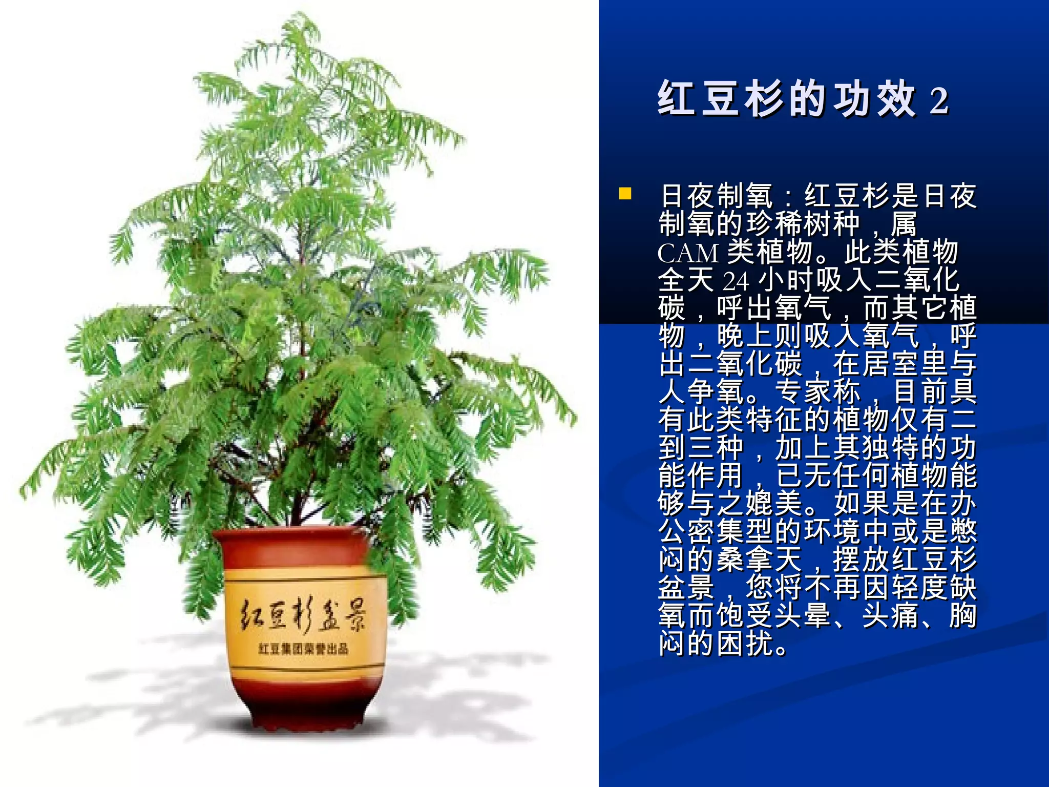 红豆杉的功效红豆杉的功效 22
 日夜制氧：红豆杉是日夜日夜制氧：红豆杉是日夜
制氧的珍稀树种，属制氧的珍稀树种，属
CAMCAM 类植物。此类植物类植物。此类植物
全天全天 2424 小时吸入二氧化小时吸入二氧化
碳，呼出氧气，而其它植碳，呼出氧气，而其它植
物，晚上则吸入氧气，呼物，晚上则吸入氧气，呼
出二氧化碳，在居室里与出二氧化碳，在居室里与
人争氧。专家称，目前具人争氧。专家称，目前具
有此类特征的植物仅有二有此类特征的植物仅有二
到三种，加上其独特的功到三种，加上其独特的功
能作用，已无任何植物能能作用，已无任何植物能
够与之媲美。如果是在办够与之媲美。如果是在办
公密集型的环境中或是憋公密集型的环境中或是憋
闷的桑拿天，摆放红豆杉闷的桑拿天，摆放红豆杉
盆景，您将不再因轻度缺盆景，您将不再因轻度缺
氧而饱受头晕、头痛、胸氧而饱受头晕、头痛、胸
闷的困扰。闷的困扰。
 