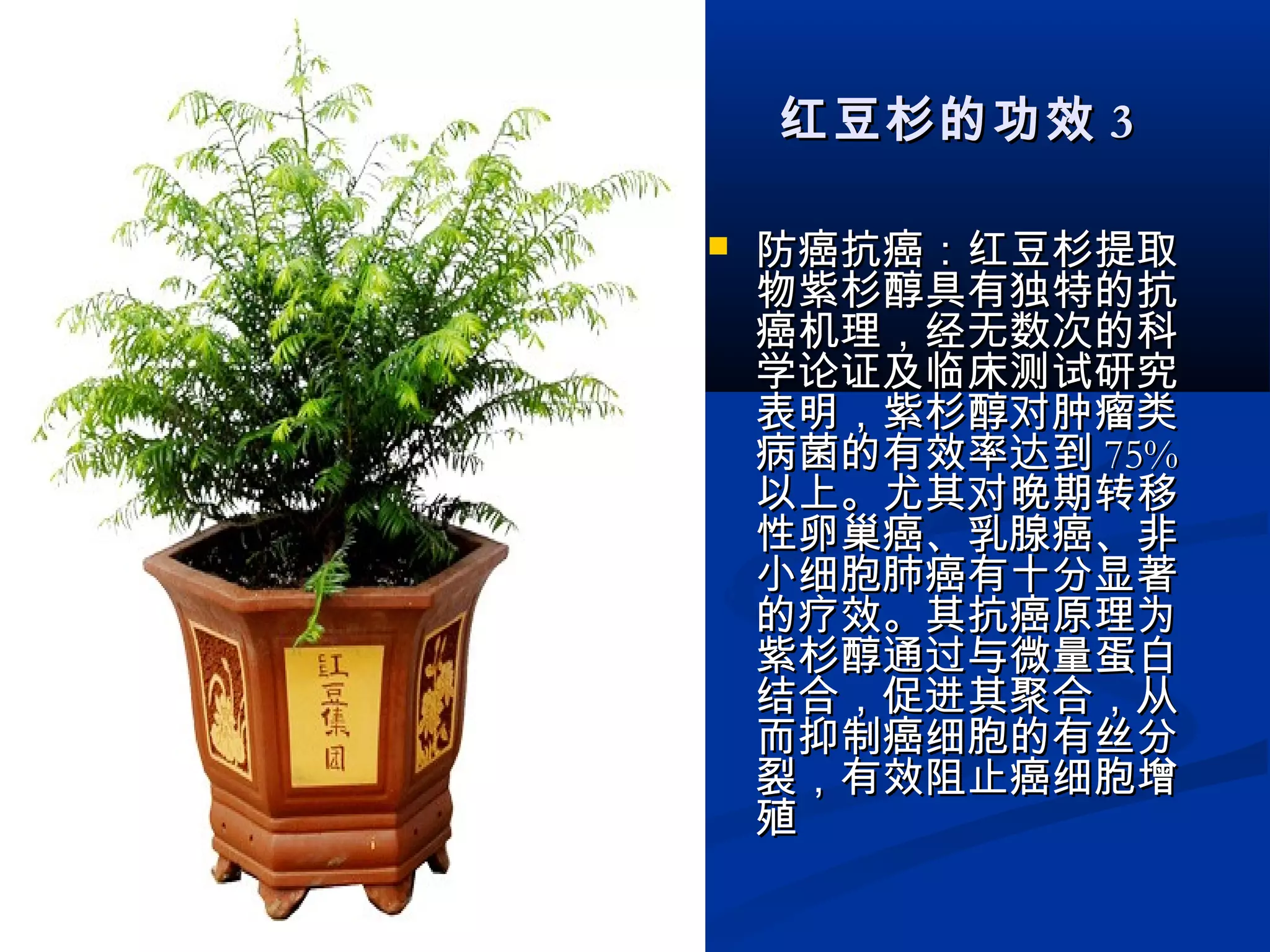 红豆杉的功效红豆杉的功效 33
 防癌抗癌：红豆杉提取防癌抗癌：红豆杉提取
物紫杉醇具有独特的抗物紫杉醇具有独特的抗
癌机理，经无数次的科癌机理，经无数次的科
学论证及临床测试研究学论证及临床测试研究
表明，紫杉醇对肿瘤类表明，紫杉醇对肿瘤类
病菌的有效率达到病菌的有效率达到 75%75%
以上。尤其对晚期转移以上。尤其对晚期转移
性卵巢癌、乳腺癌、非性卵巢癌、乳腺癌、非
小细胞肺癌有十分显著小细胞肺癌有十分显著
的疗效。其抗癌原理为的疗效。其抗癌原理为
紫杉醇通过与微量蛋白紫杉醇通过与微量蛋白
结合，促进其聚合，从结合，促进其聚合，从
而抑制癌细胞的有丝分而抑制癌细胞的有丝分
裂，有效阻止癌细胞增裂，有效阻止癌细胞增
殖殖
 