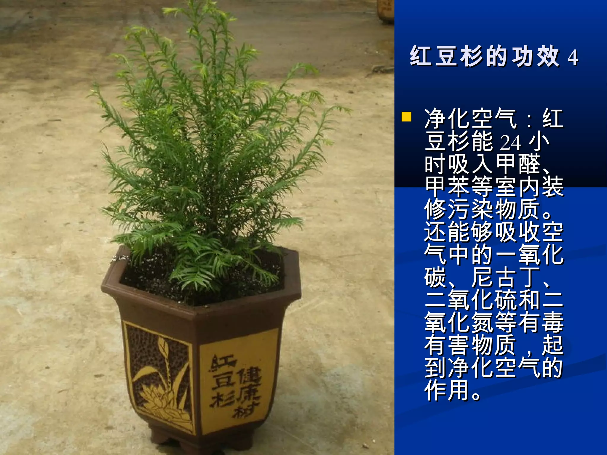 红豆杉的功效红豆杉的功效 44
 净化空气：红净化空气：红
豆杉能豆杉能 2424 小小
时吸入甲醛、时吸入甲醛、
甲苯等室内装甲苯等室内装
修污染物质。修污染物质。
还能够吸收空还能够吸收空
气中的一氧化气中的一氧化
碳、尼古丁、碳、尼古丁、
二氧化硫和二二氧化硫和二
氧化氮等有毒氧化氮等有毒
有害物质，起有害物质，起
到净化空气的到净化空气的
作用。作用。
 