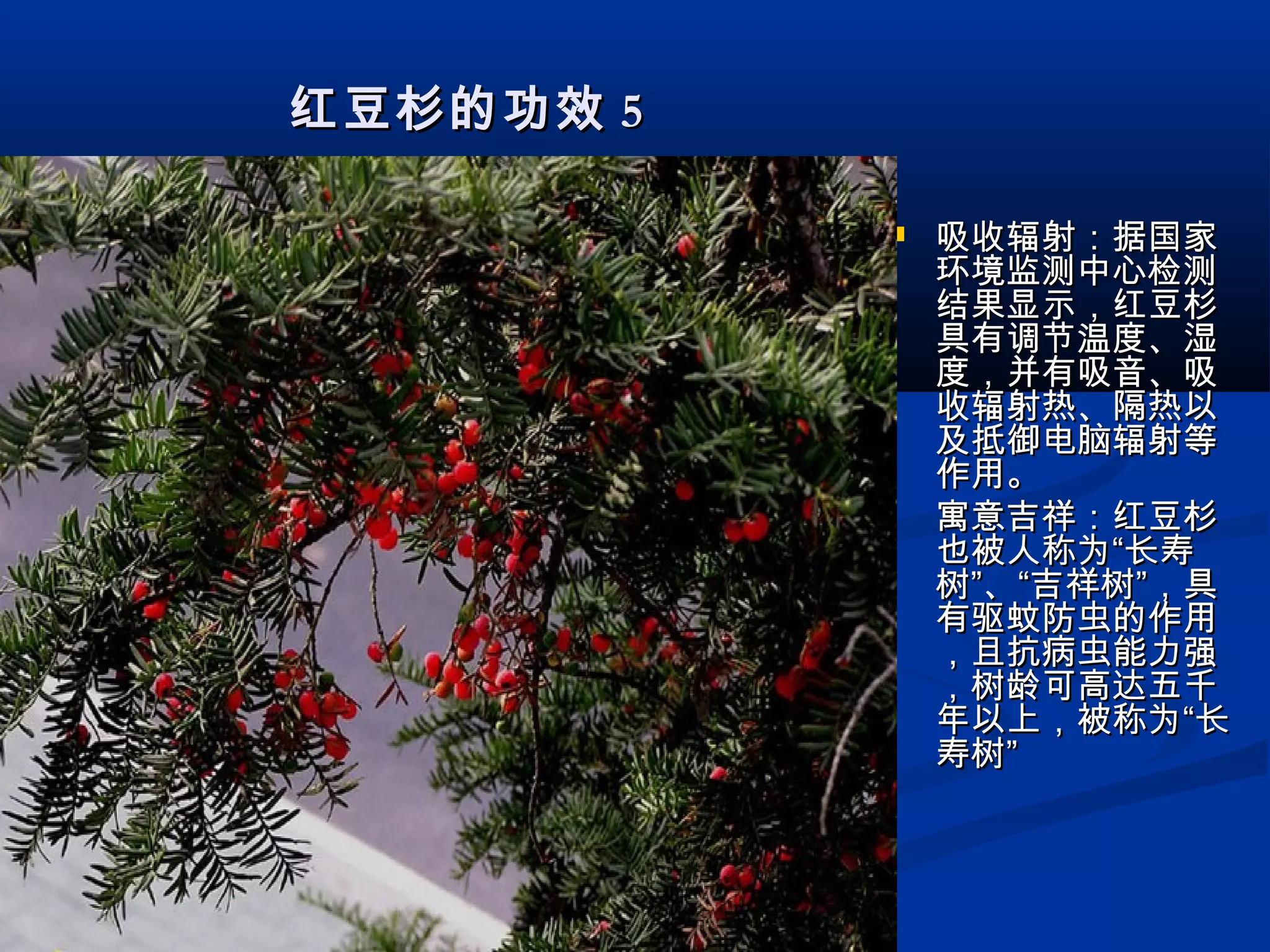 红豆杉的功效红豆杉的功效 55
 吸收辐射：据国家吸收辐射：据国家
环境监测中心检测环境监测中心检测
结果显示，红豆杉结果显示，红豆杉
具有调节温度、湿具有调节温度、湿
度，并有吸音、吸度，并有吸音、吸
收辐射热、隔热以收辐射热、隔热以
及抵御电脑辐射等及抵御电脑辐射等
作用。作用。
   寓意吉祥：红豆杉寓意吉祥：红豆杉
也被人称为“长寿也被人称为“长寿
树”、“吉祥树”，具树”、“吉祥树”，具
有驱蚊防虫的作用有驱蚊防虫的作用
，且抗病虫能力强，且抗病虫能力强
，树龄可高达五千，树龄可高达五千
年以上，被称为“长年以上，被称为“长
寿树”寿树”
 