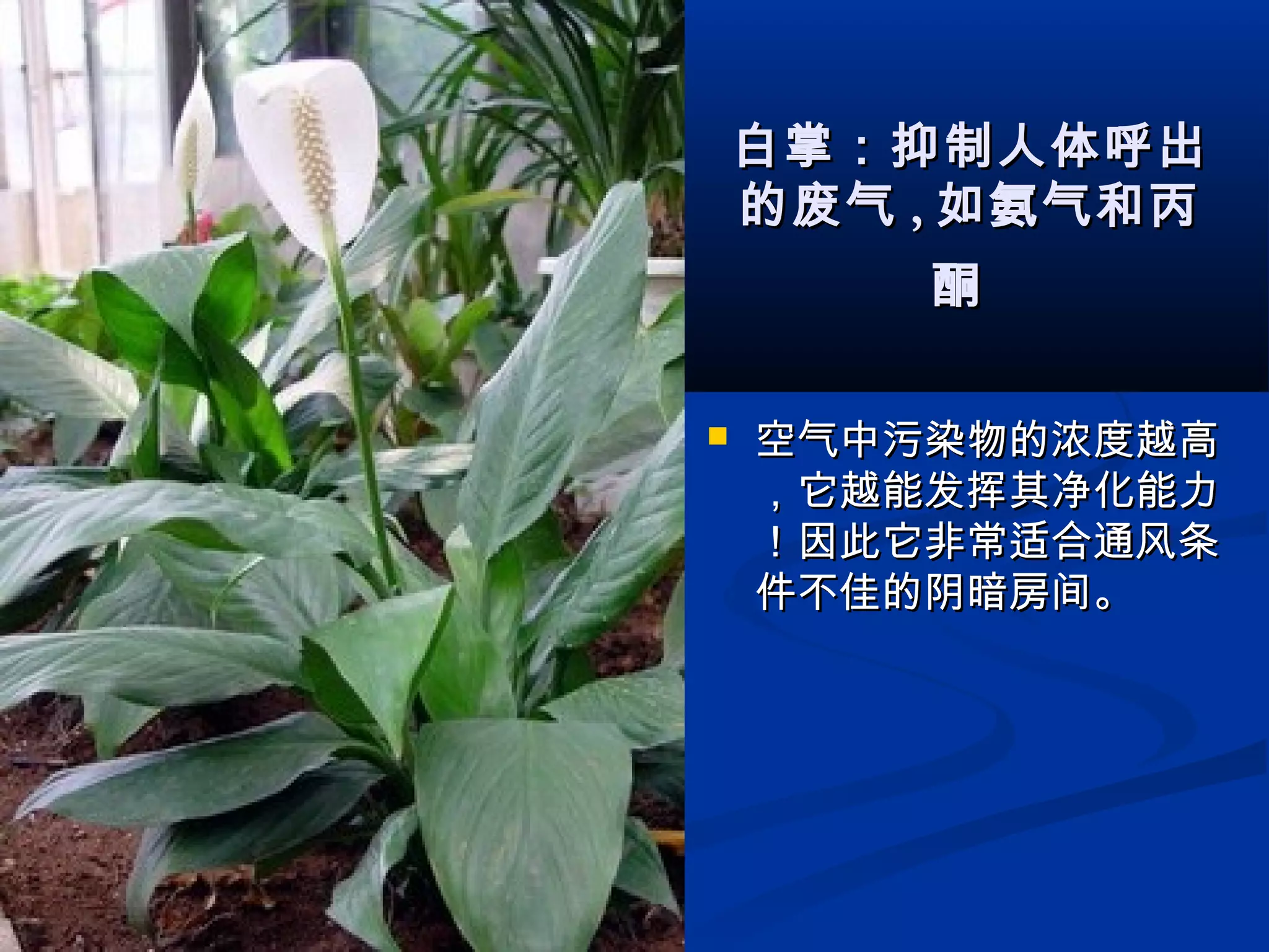 白掌：抑制人体呼出白掌：抑制人体呼出
的废气的废气 ,, 如氨气和丙如氨气和丙
酮酮
 空气中污染物的浓度越高空气中污染物的浓度越高
，它越能发挥其净化能力，它越能发挥其净化能力
！因此它非常适合通风条！因此它非常适合通风条
件不佳的阴暗房间。件不佳的阴暗房间。
 