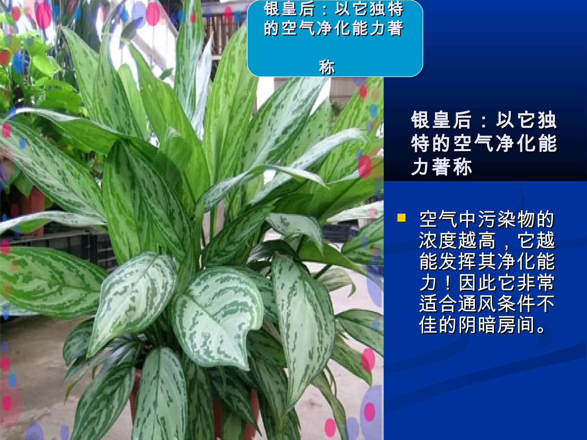  空气中污染物的空气中污染物的
浓度越高，它越浓度越高，它越
能发挥其净化能能发挥其净化能
力！因此它非常力！因此它非常
适合通风条件不适合通风条件不
佳的阴暗房间。佳的阴暗房间。
银皇后：以它独特银皇后：以它独特
的空气净化能力著的空气净化能力著
称称
银皇后：以它独银皇后：以它独
特的空气净化能特的空气净化能
力著称力著称
 