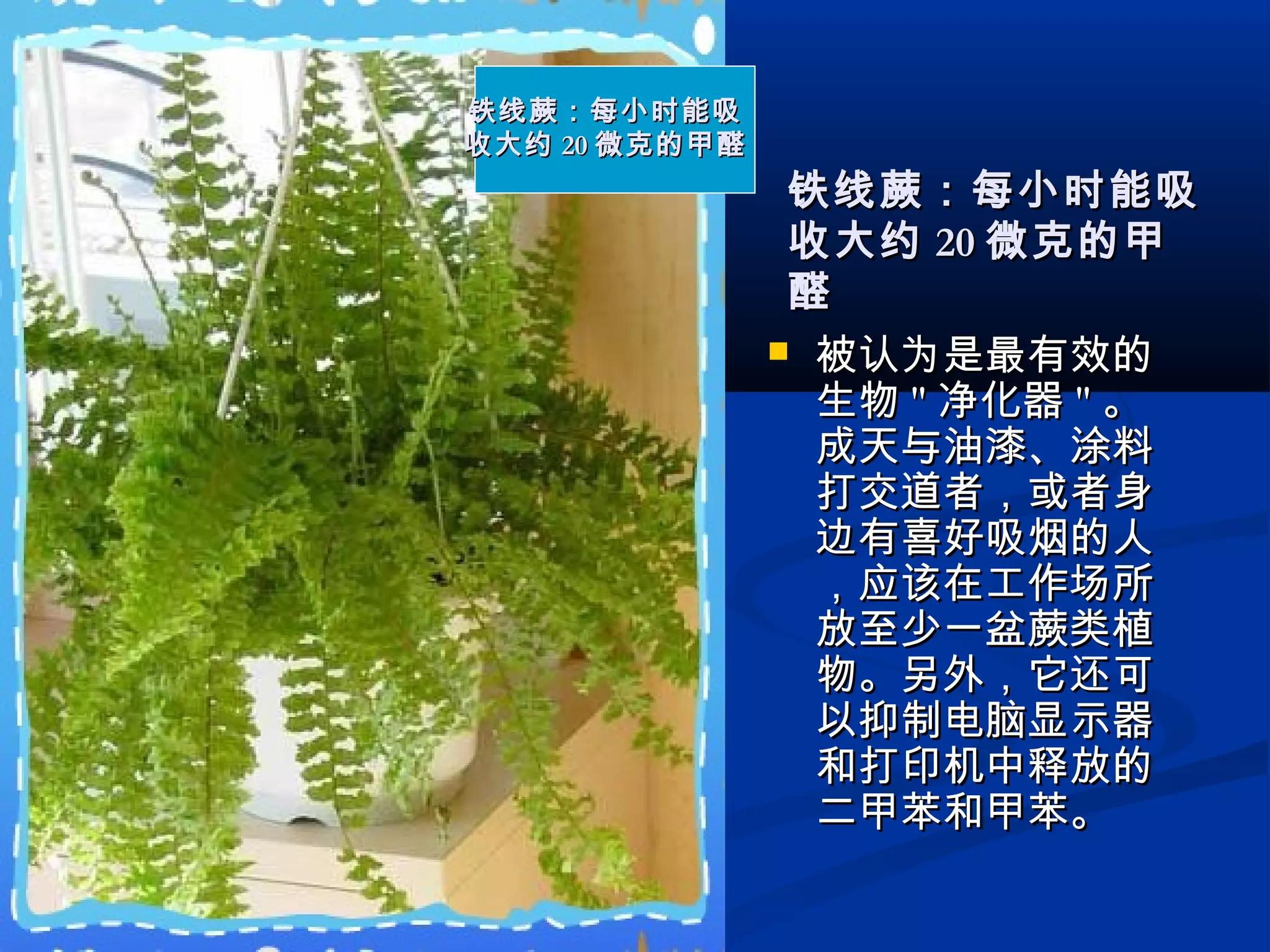  被认为是最有效的被认为是最有效的
生物生物 "" 净化器净化器 "" 。。
成天与油漆、涂料成天与油漆、涂料
打交道者，或者身打交道者，或者身
边有喜好吸烟的人边有喜好吸烟的人
，应该在工作场所，应该在工作场所
放至少一盆蕨类植放至少一盆蕨类植
物。另外，它还可物。另外，它还可
以抑制电脑显示器以抑制电脑显示器
和打印机中释放的和打印机中释放的
二甲苯和甲苯。二甲苯和甲苯。
铁线蕨：每小时能吸铁线蕨：每小时能吸
收大约收大约 2020 微克的甲醛微克的甲醛
铁线蕨：每小时能吸铁线蕨：每小时能吸
收大约收大约 2020 微克的甲微克的甲
醛醛
 