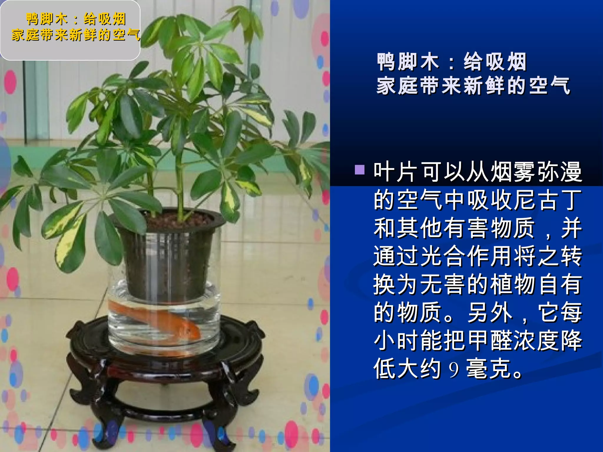  叶片可以从烟雾弥漫叶片可以从烟雾弥漫
的空气中吸收尼古丁的空气中吸收尼古丁
和其他有害物质，并和其他有害物质，并
通过光合作用将之转通过光合作用将之转
换为无害的植物自有换为无害的植物自有
的物质。另外，它每的物质。另外，它每
小时能把甲醛浓度降小时能把甲醛浓度降
低大约低大约 99 毫克。毫克。
鸭脚木：给吸烟鸭脚木：给吸烟
家庭带来新鲜的空气家庭带来新鲜的空气
鸭脚木：给吸烟鸭脚木：给吸烟
家庭带来新鲜的空气家庭带来新鲜的空气
 