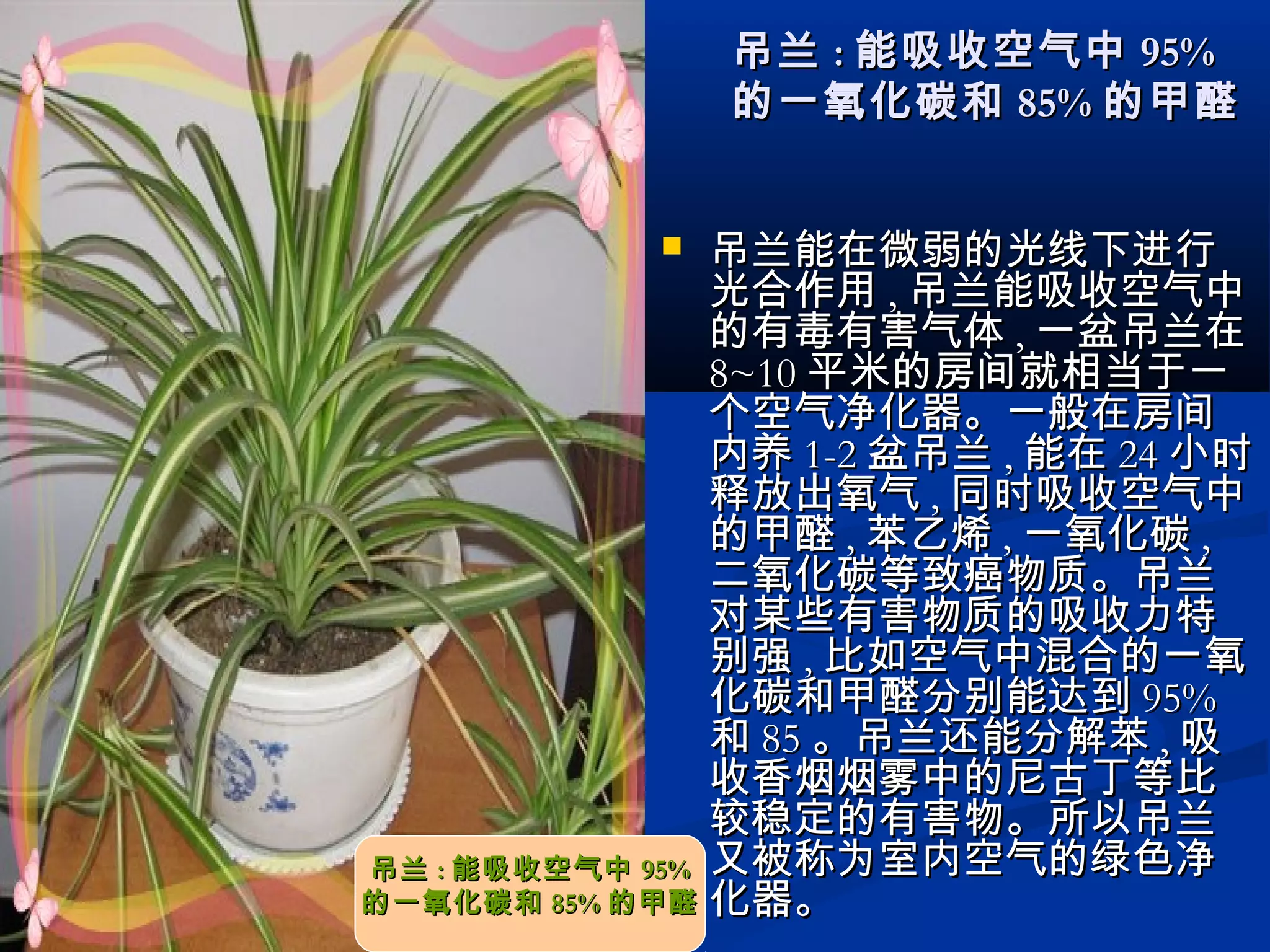  吊兰能在微弱的光线下进行吊兰能在微弱的光线下进行
光合作用光合作用 ,, 吊兰能吸收空气中吊兰能吸收空气中
的有毒有害气体的有毒有害气体 ,, 一盆吊兰在一盆吊兰在
8~108~10 平米的房间就相当于一平米的房间就相当于一
个空气净化器。一般在房间个空气净化器。一般在房间
内养内养 1-21-2 盆吊兰盆吊兰 ,, 能在能在 2424 小时小时
释放出氧气释放出氧气 ,, 同时吸收空气中同时吸收空气中
的甲醛的甲醛 ,, 苯乙烯苯乙烯 ,, 一氧化碳一氧化碳 ,,
二氧化碳等致癌物质。吊兰二氧化碳等致癌物质。吊兰
对某些有害物质的吸收力特对某些有害物质的吸收力特
别强别强 ,, 比如空气中混合的一氧比如空气中混合的一氧
化碳和甲醛分别能达到化碳和甲醛分别能达到 95%95%
和和 8585 。吊兰还能分解苯。吊兰还能分解苯 ,, 吸吸
收香烟烟雾中的尼古丁等比收香烟烟雾中的尼古丁等比
较稳定的有害物。所以吊兰较稳定的有害物。所以吊兰
又被称为室内空气的绿色净又被称为室内空气的绿色净
化器。化器。
吊兰吊兰 :: 能吸收空气中能吸收空气中 95%95%
的一氧化碳和的一氧化碳和 85%85% 的甲醛的甲醛
吊兰吊兰 :: 能吸收空气中能吸收空气中 95%95%
的一氧化碳和的一氧化碳和 85%85% 的甲醛的甲醛
 
