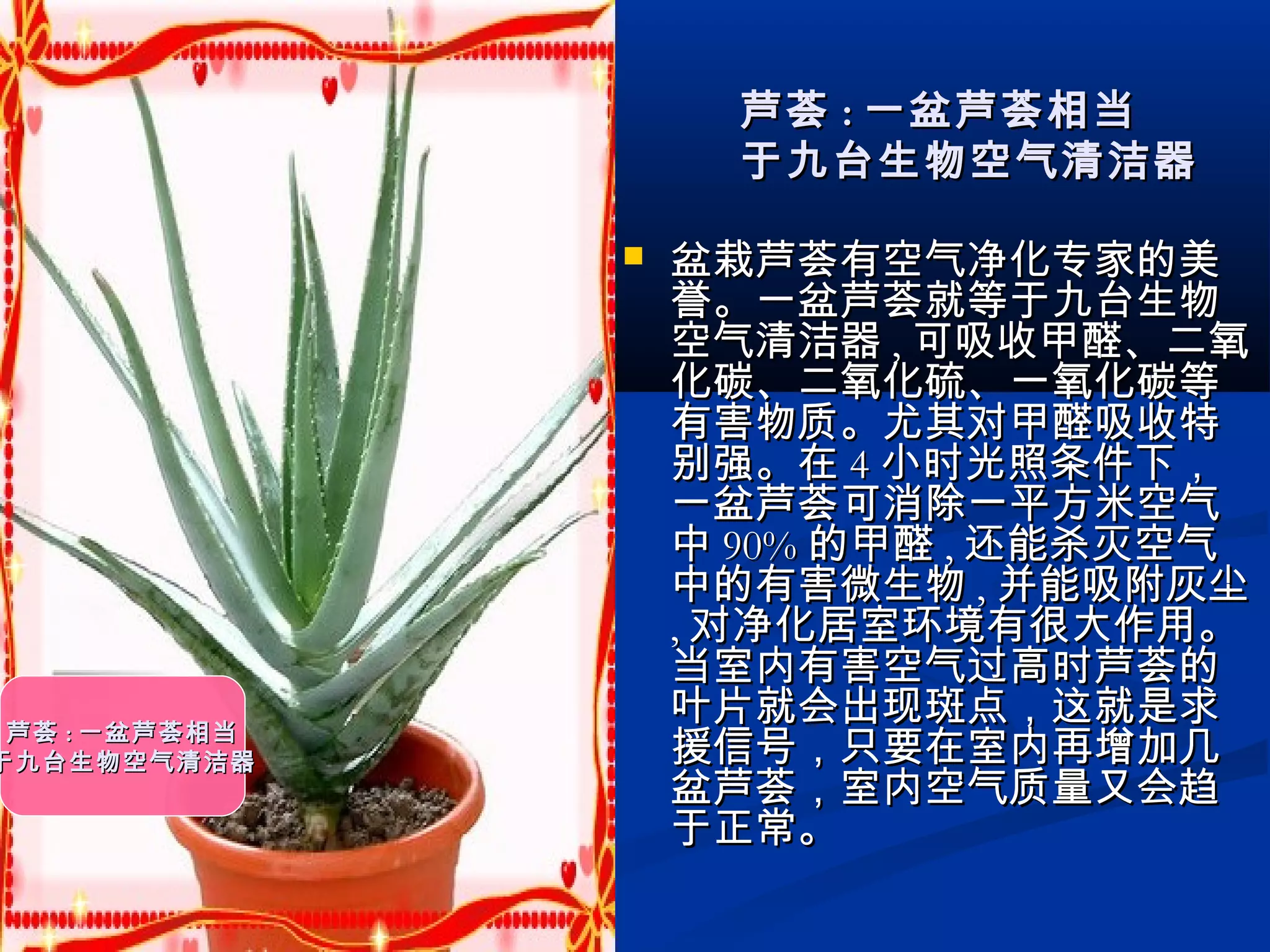  盆栽芦荟有空气净化专家的美盆栽芦荟有空气净化专家的美
誉。一盆芦荟就等于九台生物誉。一盆芦荟就等于九台生物
空气清洁器空气清洁器 ,, 可吸收甲醛、二氧可吸收甲醛、二氧
化碳、二氧化硫、一氧化碳等化碳、二氧化硫、一氧化碳等
有害物质。尤其对甲醛吸收特有害物质。尤其对甲醛吸收特
别强。在别强。在 44 小时光照条件下，小时光照条件下，
一盆芦荟可消除一平方米空气一盆芦荟可消除一平方米空气
中中 90%90% 的甲醛的甲醛 ,, 还能杀灭空气还能杀灭空气
中的有害微生物中的有害微生物 ,, 并能吸附灰尘并能吸附灰尘
,, 对净化居室环境有很大作用。对净化居室环境有很大作用。
当室内有害空气过高时芦荟的当室内有害空气过高时芦荟的
叶片就会出现斑点，这就是求叶片就会出现斑点，这就是求
援信号，只要在室内再增加几援信号，只要在室内再增加几
盆芦荟，室内空气质量又会趋盆芦荟，室内空气质量又会趋
于正常。于正常。
芦荟芦荟 :: 一盆芦荟相当一盆芦荟相当
于九台生物空气清洁器于九台生物空气清洁器
芦荟芦荟 :: 一盆芦荟相当一盆芦荟相当
于九台生物空气清洁器于九台生物空气清洁器
 