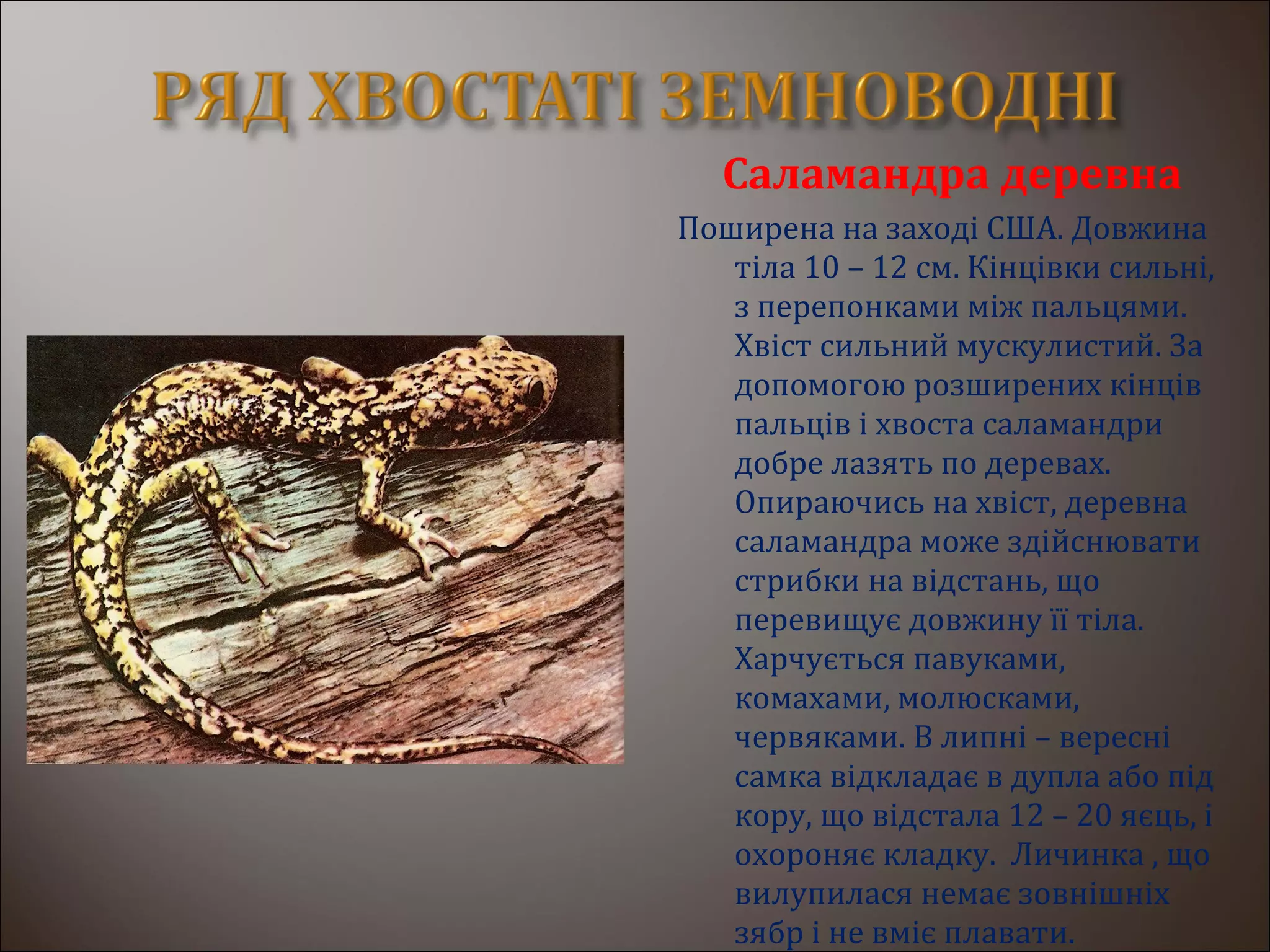 Саламандра деревна
Поширена на заході США. Довжина
тіла 10 – 12 см. Кінцівки сильні,
з перепонками між пальцями.
Хвіст сильний мускулистий. За
допомогою розширених кінців
пальців і хвоста саламандри
добре лазять по деревах.
Опираючись на хвіст, деревна
саламандра може здійснювати
стрибки на відстань, що
перевищує довжину її тіла.
Харчується павуками,
комахами, молюсками,
червяками. В липні – вересні
самка відкладає в дупла або під
кору, що відстала 12 – 20 яєць, і
охороняє кладку. Личинка , що
вилупилася немає зовнішніх
зябр і не вміє плавати.
 