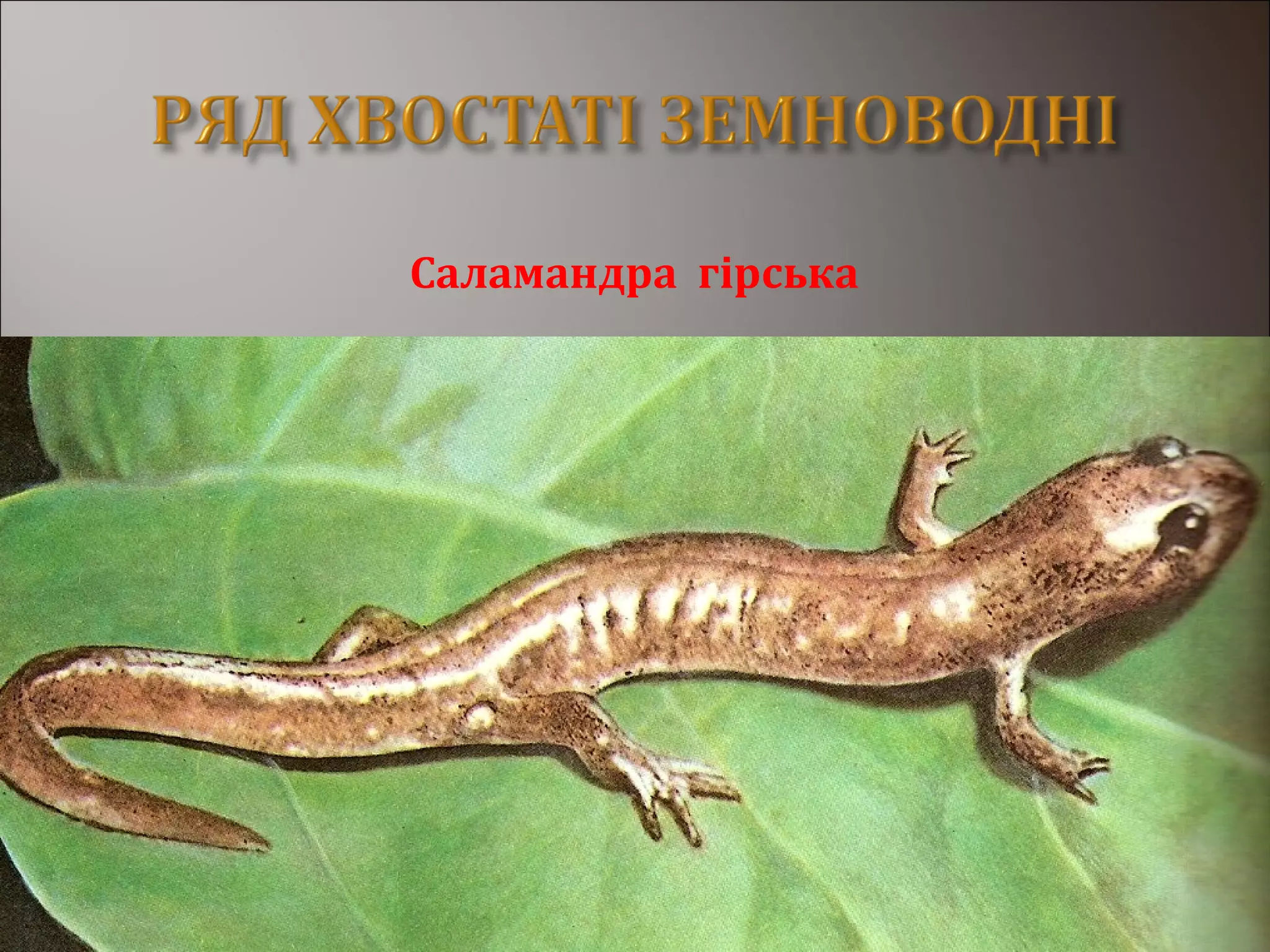 Саламандра гірська
 