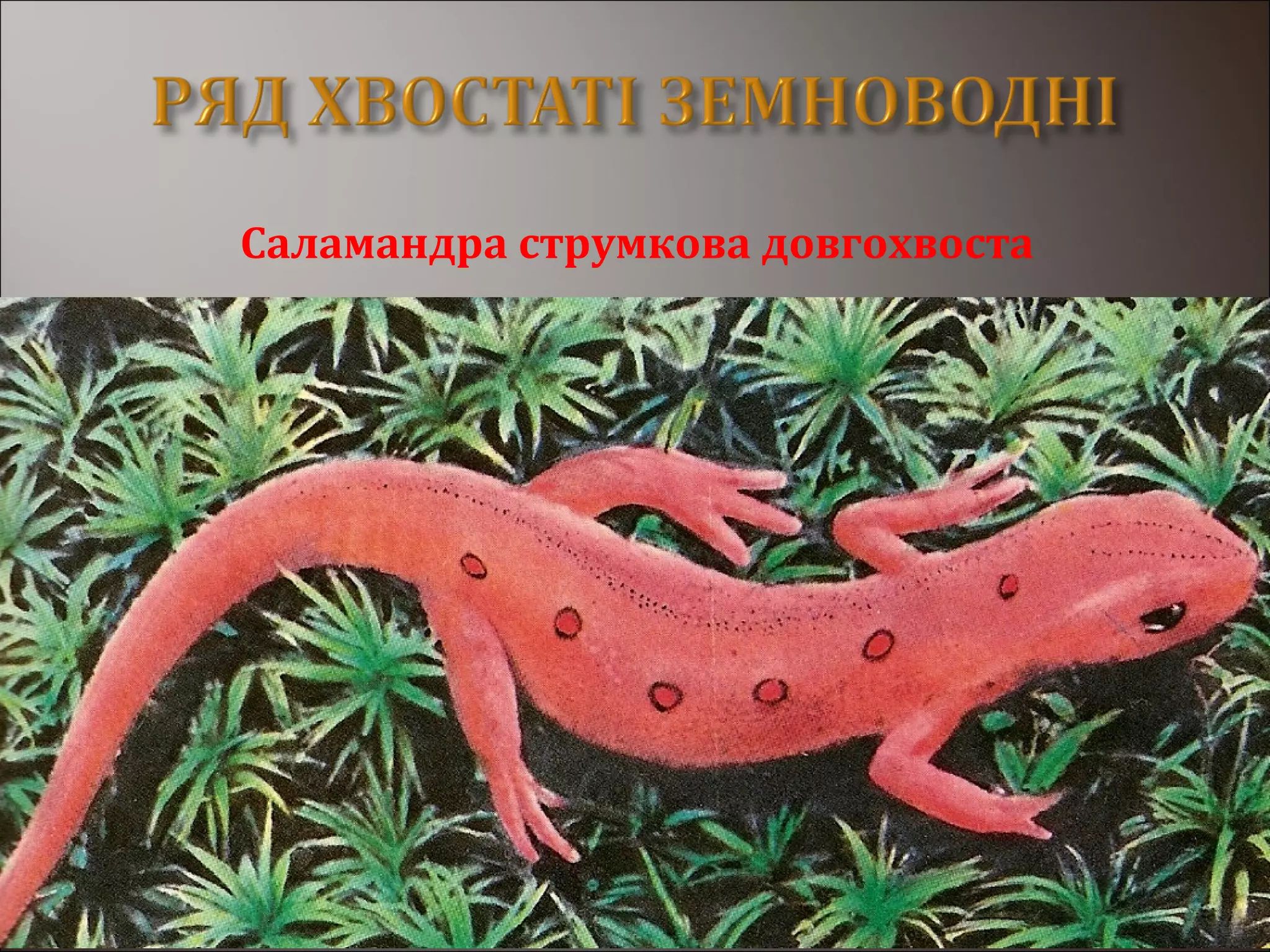 Саламандра струмкова довгохвоста
 