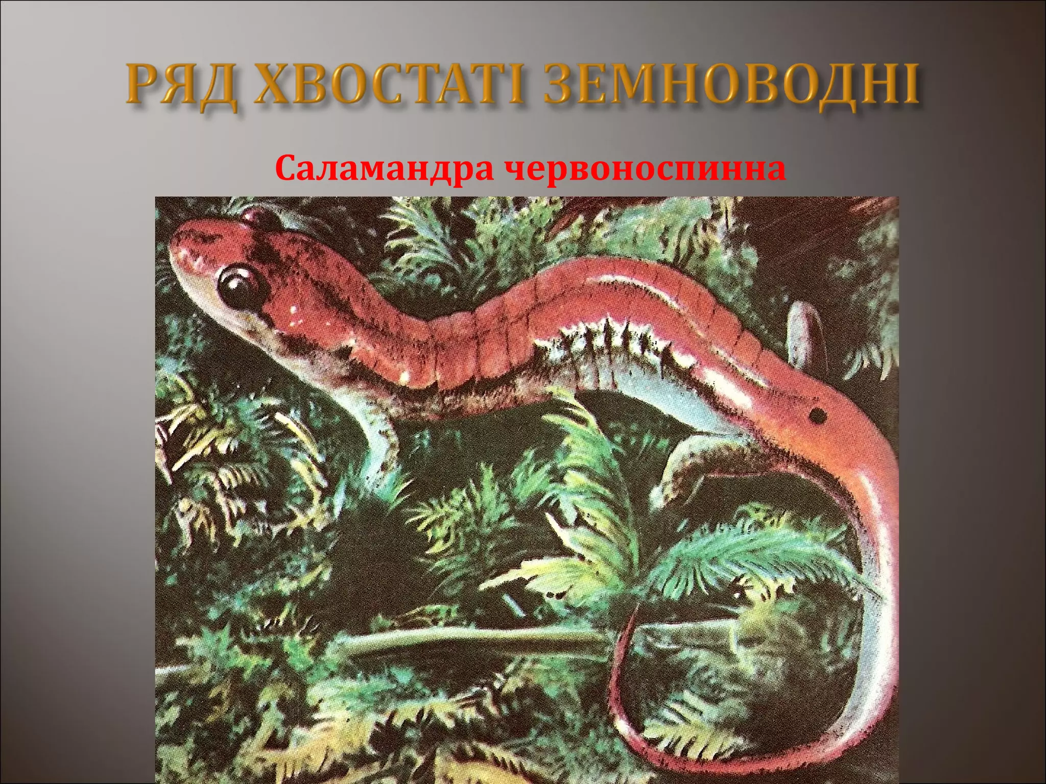 Саламандра червоноспинна
 