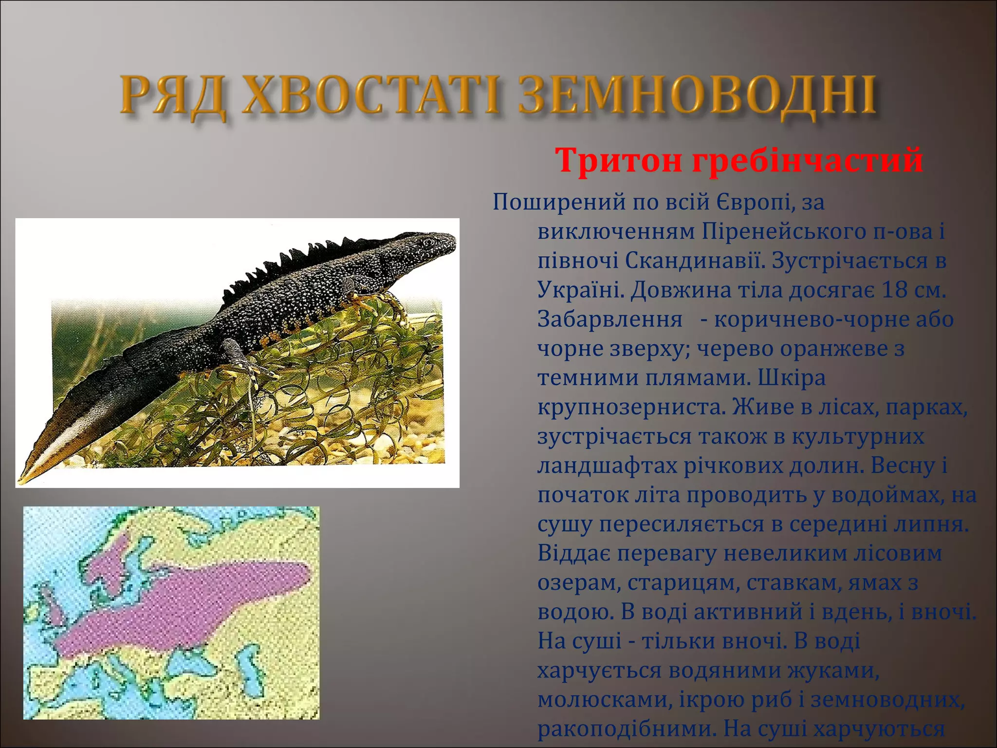 Тритон гребінчастий
Поширений по всій Європі, за
виключенням Піренейського п-ова і
півночі Скандинавії. Зустрічається в
Україні. Довжина тіла досягає 18 см.
Забарвлення - коричнево-чорне або
чорне зверху; черево оранжеве з
темними плямами. Шкіра
крупнозерниста. Живе в лісах, парках,
зустрічається також в культурних
ландшафтах річкових долин. Весну і
початок літа проводить у водоймах, на
сушу пересиляється в середині липня.
Віддає перевагу невеликим лісовим
озерам, старицям, ставкам, ямах з
водою. В воді активний і вдень, і вночі.
На суші - тільки вночі. В воді
харчується водяними жуками,
молюсками, ікрою риб і земноводних,
ракоподібними. На суші харчуються
 