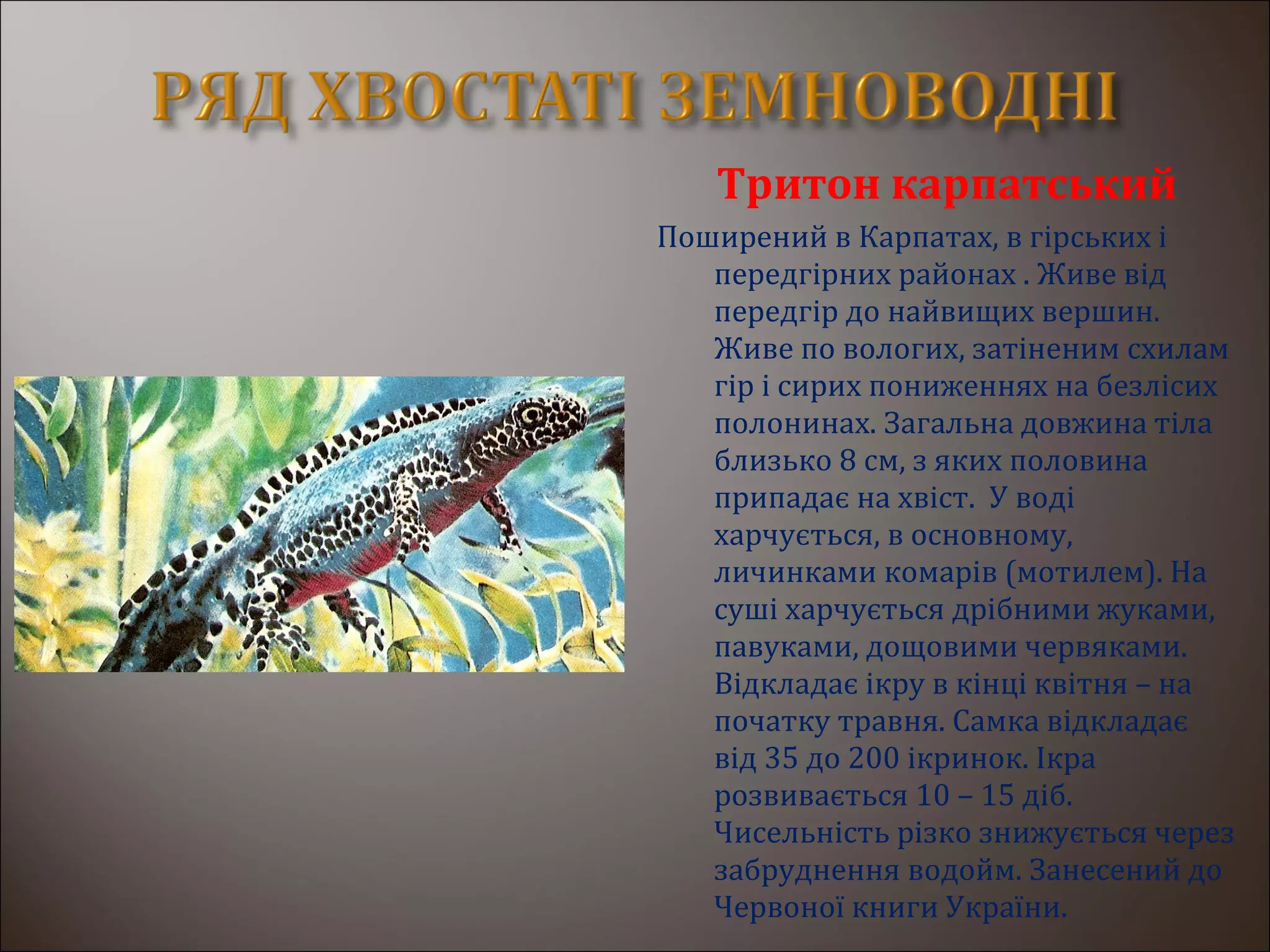 Тритон карпатський
Поширений в Карпатах, в гірських і
передгірних районах . Живе від
передгір до найвищих вершин.
Живе по вологих, затіненим схилам
гір і сирих пониженнях на безлісих
полонинах. Загальна довжина тіла
близько 8 см, з яких половина
припадає на хвіст. У воді
харчується, в основному,
личинками комарів (мотилем). На
суші харчується дрібними жуками,
павуками, дощовими червяками.
Відкладає ікру в кінці квітня – на
початку травня. Самка відкладає
від 35 до 200 ікринок. Ікра
розвивається 10 – 15 діб.
Чисельність різко знижується через
забруднення водойм. Занесений до
Червоної книги України.
 
