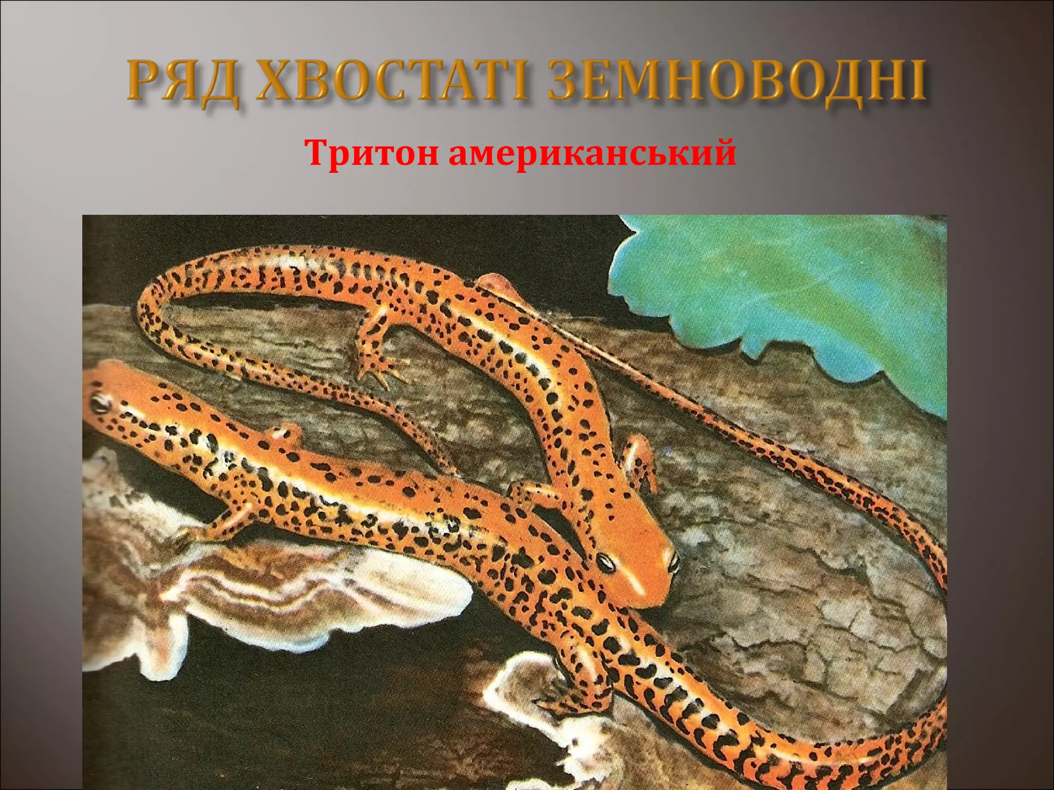 Тритон американський
 