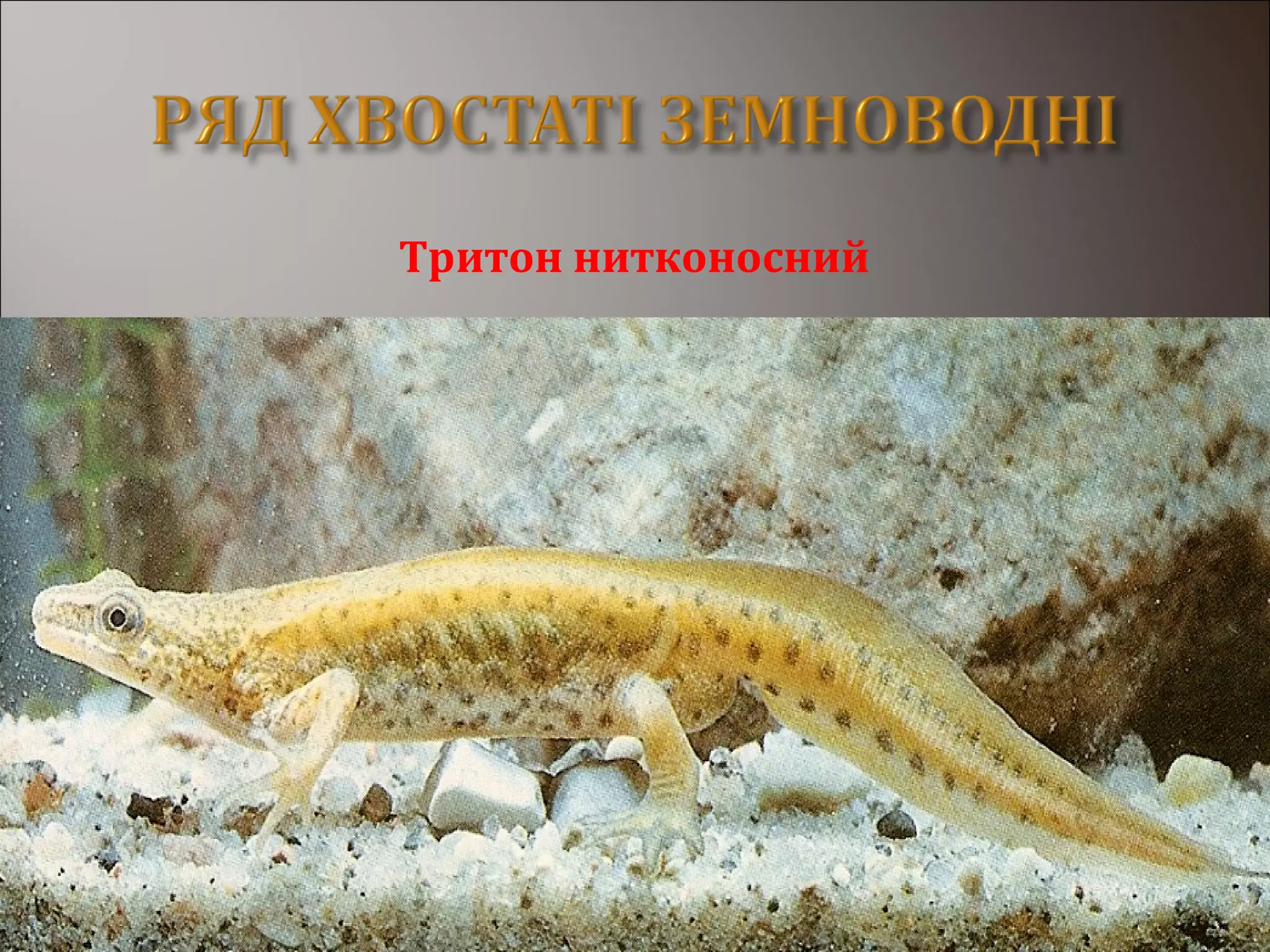 Тритон нитконосний
 