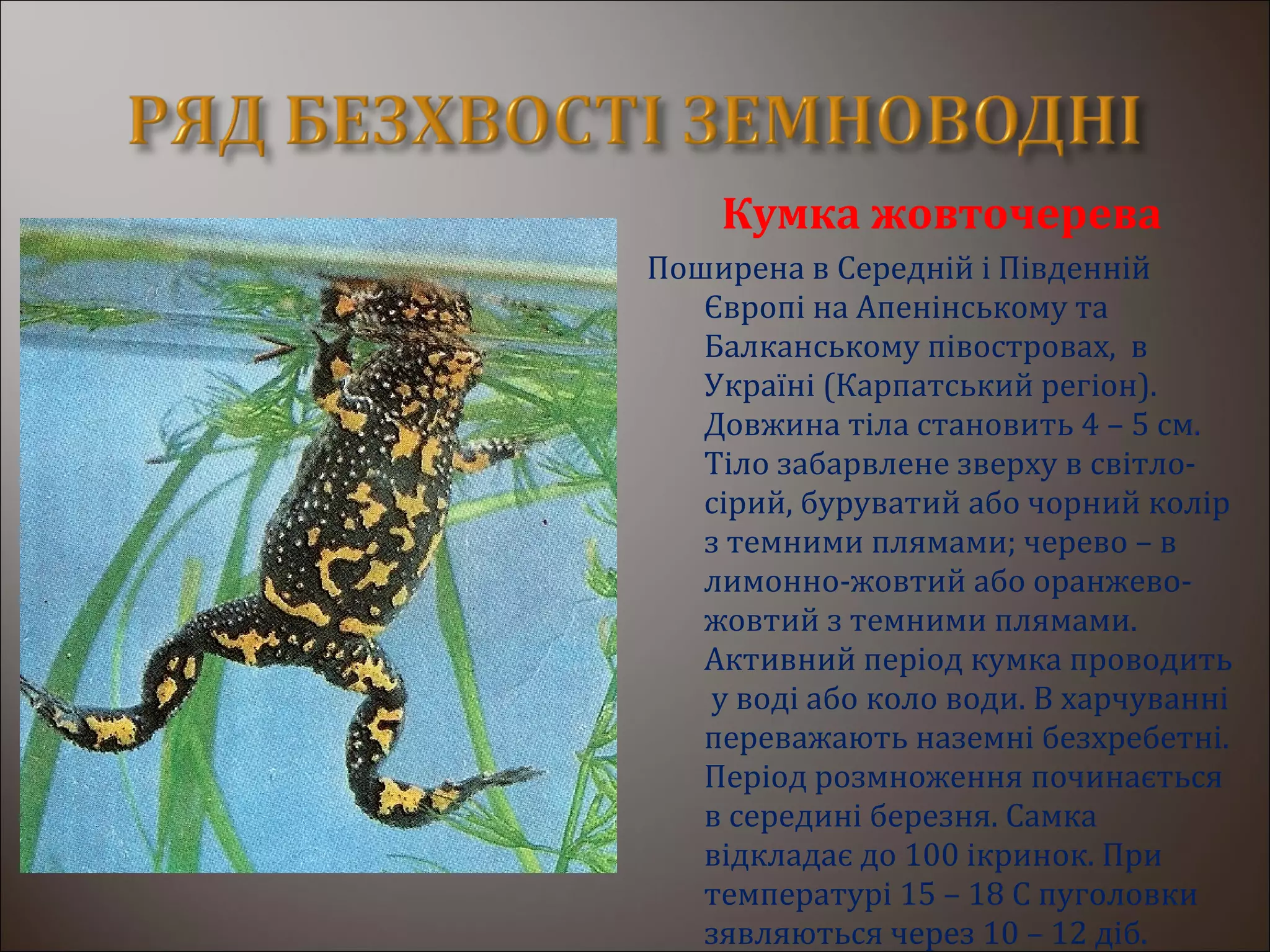 Кумка жовточерева
Поширена в Середній і Південній
Європі на Апенінському та
Балканському півостровах, в
Україні (Карпатський регіон).
Довжина тіла становить 4 – 5 см.
Тіло забарвлене зверху в світло-
сірий, буруватий або чорний колір
з темними плямами; черево – в
лимонно-жовтий або оранжево-
жовтий з темними плямами.
Активний період кумка проводить
у воді або коло води. В харчуванні
переважають наземні безхребетні.
Період розмноження починається
в середині березня. Самка
відкладає до 100 ікринок. При
температурі 15 – 18 С пуголовки
зявляються через 10 – 12 діб.
 