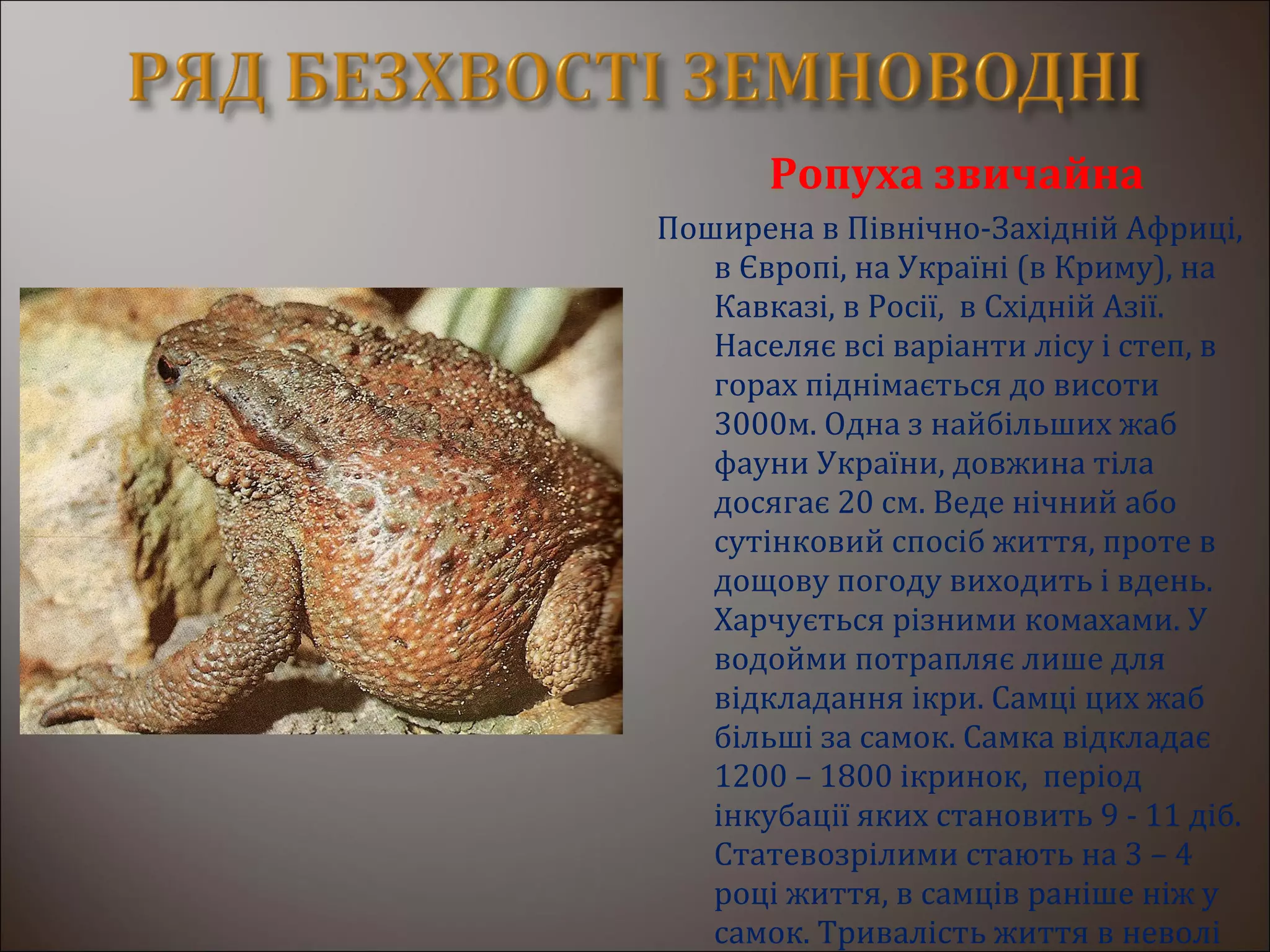 Ропуха звичайна
Поширена в Північно-Західній Африці,
в Європі, на Україні (в Криму), на
Кавказі, в Росії, в Східній Азії.
Населяє всі варіанти лісу і степ, в
горах піднімається до висоти
3000м. Одна з найбільших жаб
фауни України, довжина тіла
досягає 20 см. Веде нічний або
сутінковий спосіб життя, проте в
дощову погоду виходить і вдень.
Харчується різними комахами. У
водойми потрапляє лише для
відкладання ікри. Самці цих жаб
більші за самок. Самка відкладає
1200 – 1800 ікринок, період
інкубації яких становить 9 - 11 діб.
Статевозрілими стають на 3 – 4
році життя, в самців раніше ніж у
самок. Тривалість життя в неволі
 