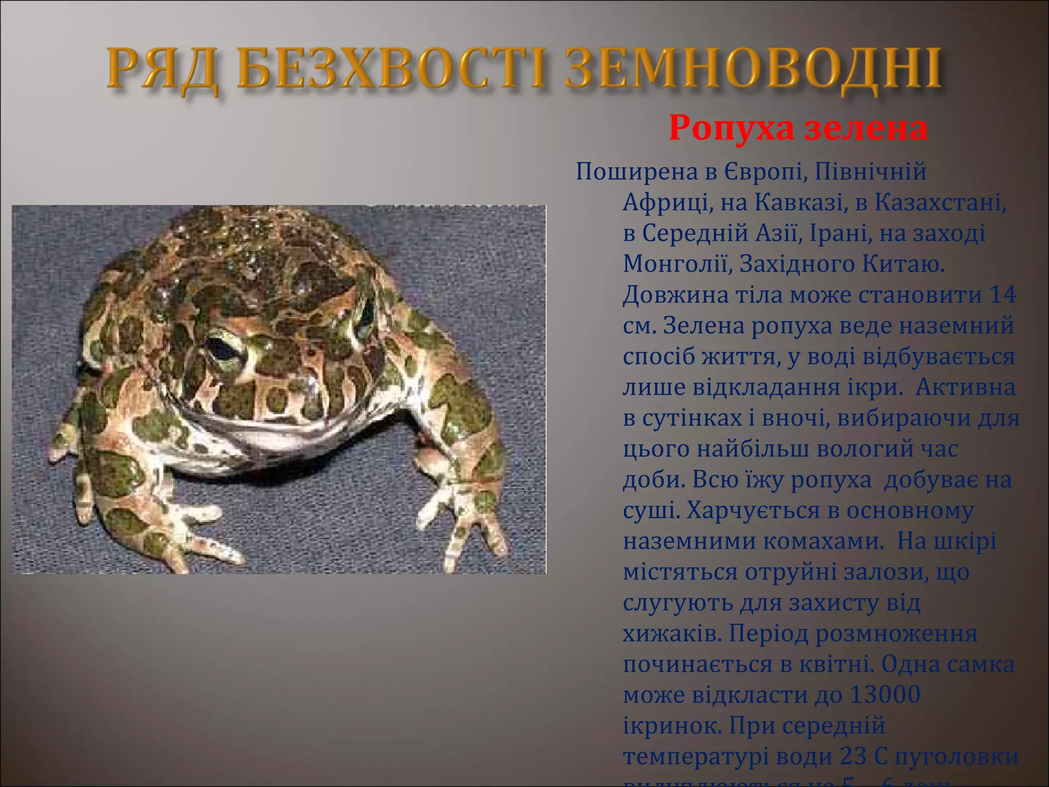 Ропуха зелена
Поширена в Європі, Північній
Африці, на Кавказі, в Казахстані,
в Середній Азії, Ірані, на заході
Монголії, Західного Китаю.
Довжина тіла може становити 14
см. Зелена ропуха веде наземний
спосіб життя, у воді відбувається
лише відкладання ікри. Активна
в сутінках і вночі, вибираючи для
цього найбільш вологий час
доби. Всю їжу ропуха добуває на
суші. Харчується в основному
наземними комахами. На шкірі
містяться отруйні залози, що
слугують для захисту від
хижаків. Період розмноження
починається в квітні. Одна самка
може відкласти до 13000
ікринок. При середній
температурі води 23 С пуголовки
 