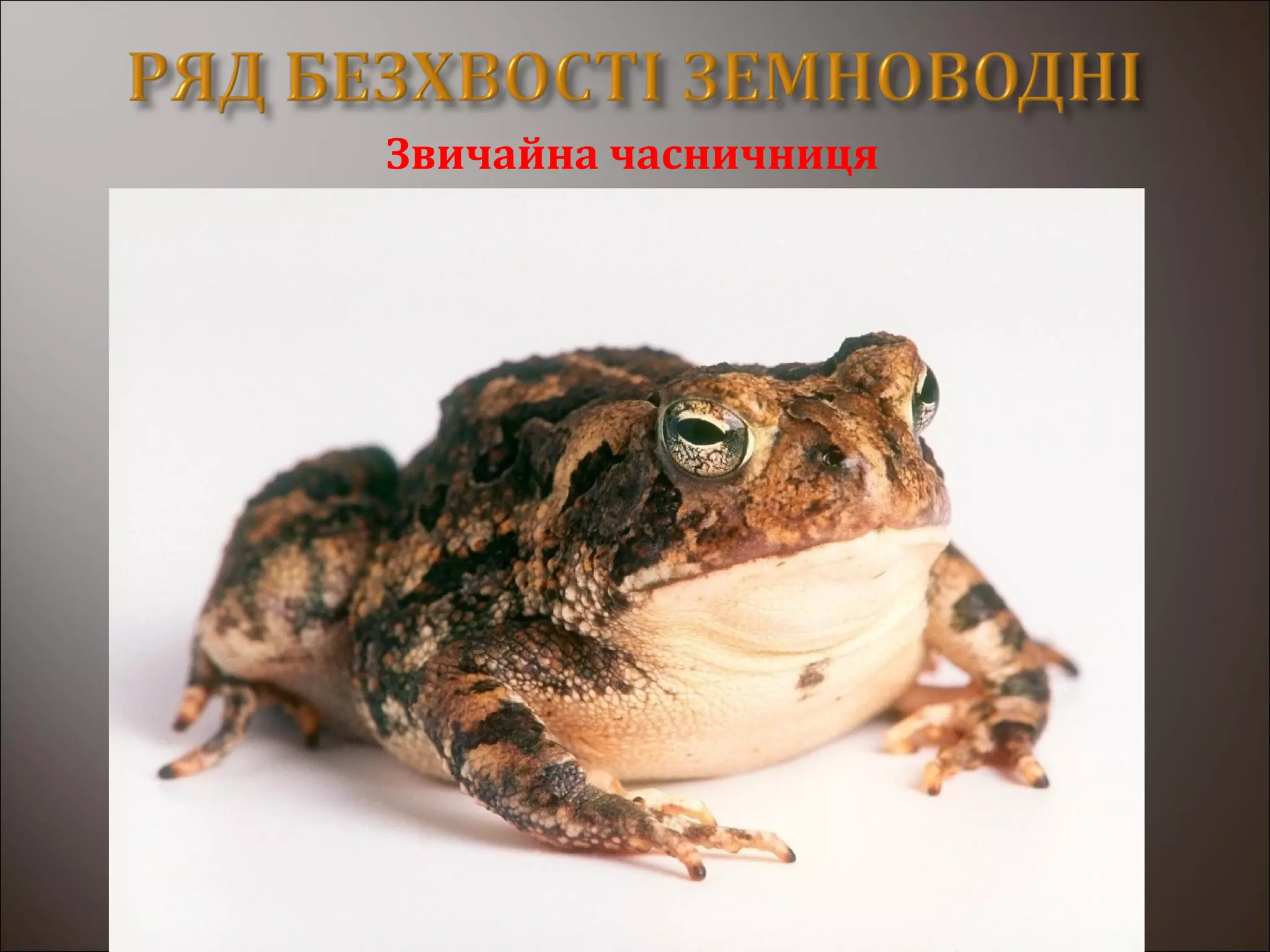 Звичайна часничниця
 