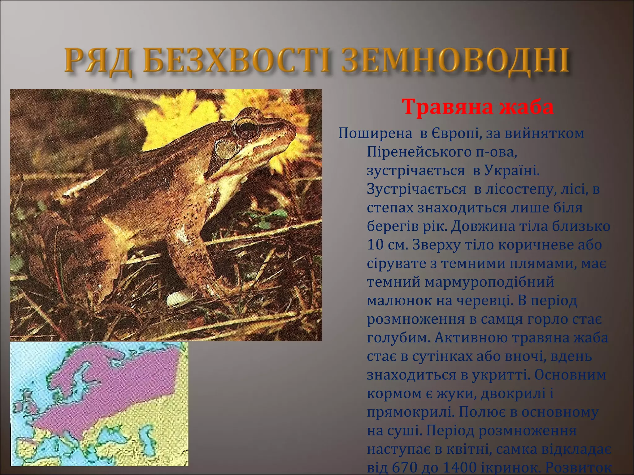 Травяна жаба
Поширена в Європі, за вийнятком
Піренейського п-ова,
зустрічається в Україні.
Зустрічається в лісостепу, лісі, в
степах знаходиться лише біля
берегів рік. Довжина тіла близько
10 см. Зверху тіло коричневе або
сірувате з темними плямами, має
темний мармуроподібний
малюнок на черевці. В період
розмноження в самця горло стає
голубим. Активною травяна жаба
стає в сутінках або вночі, вдень
знаходиться в укритті. Основним
кормом є жуки, двокрилі і
прямокрилі. Полює в основному
на суші. Період розмноження
наступає в квітні, самка відкладає
від 670 до 1400 ікринок. Розвиток
 