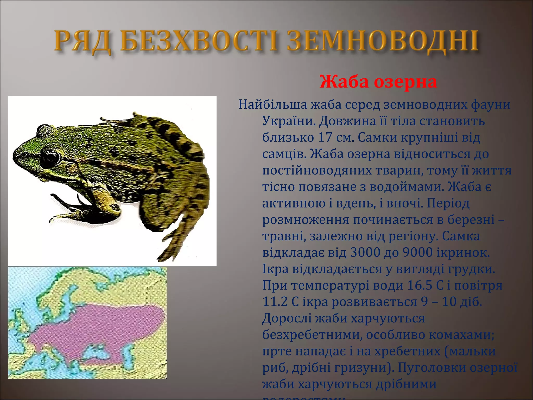 Жаба озерна
Найбільша жаба серед земноводних фауни
України. Довжина її тіла становить
близько 17 см. Самки крупніші від
самців. Жаба озерна відноситься до
постійноводяних тварин, тому її життя
тісно повязане з водоймами. Жаба є
активною і вдень, і вночі. Період
розмноження починається в березні –
травні, залежно від регіону. Самка
відкладає від 3000 до 9000 ікринок.
Ікра відкладається у вигляді грудки.
При температурі води 16.5 С і повітря
11.2 С ікра розвивається 9 – 10 діб.
Дорослі жаби харчуються
безхребетними, особливо комахами;
прте нападає і на хребетних (мальки
риб, дрібні гризуни). Пуголовки озерної
жаби харчуються дрібними
 